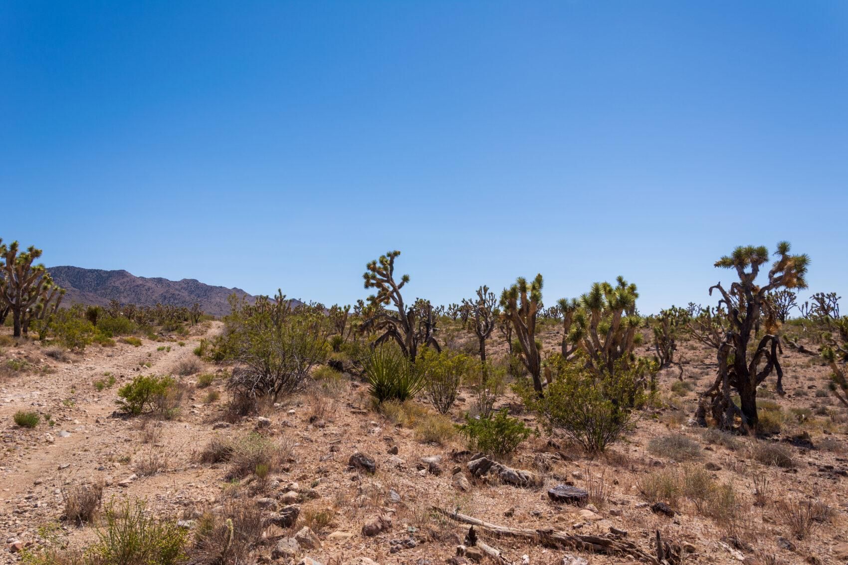 Dolan Springs, Mohave County, AZ Recreational Property, Homesites for