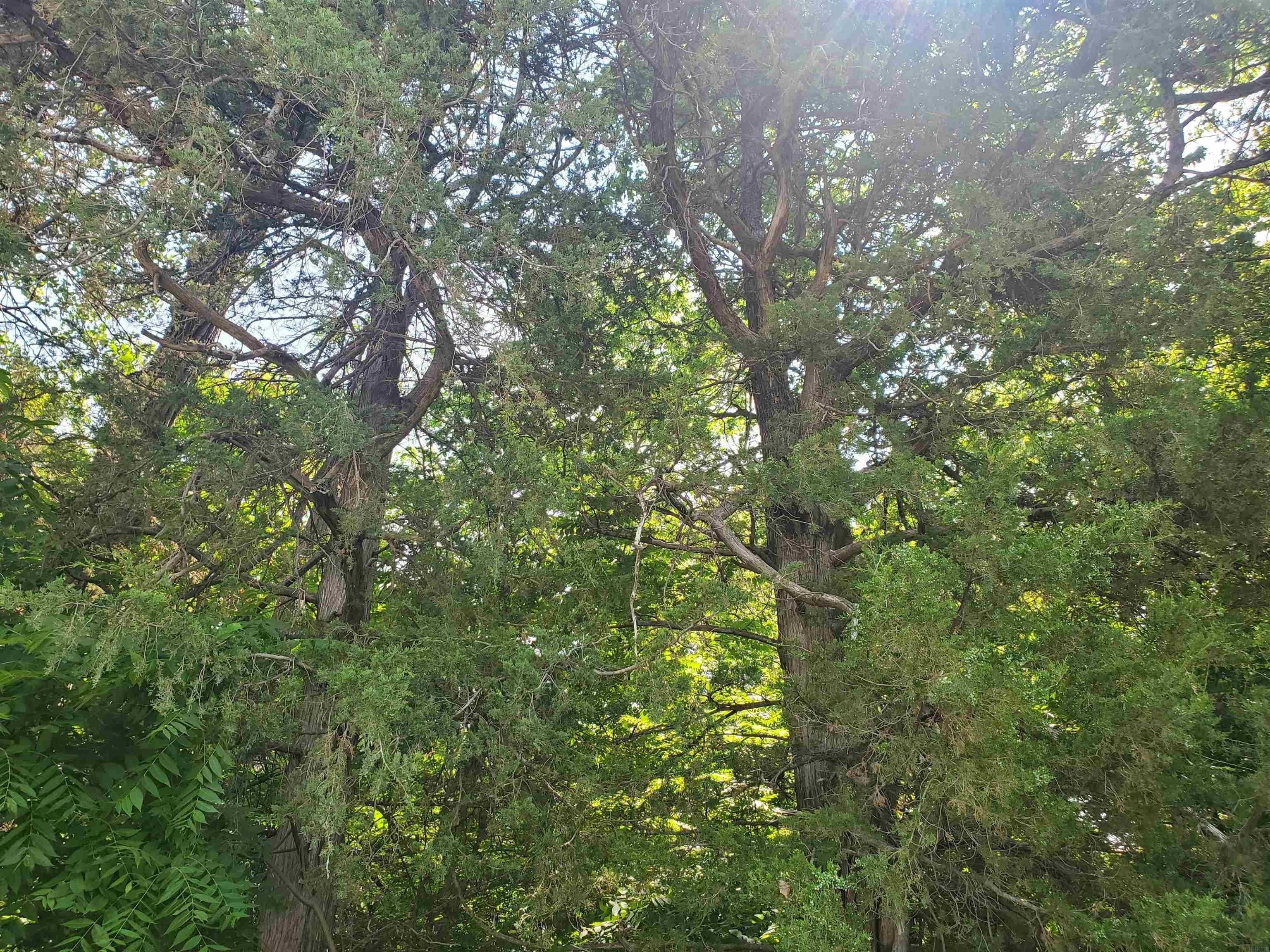 Cedar Falls, Grundy County, IA Homesites for sale Property ID