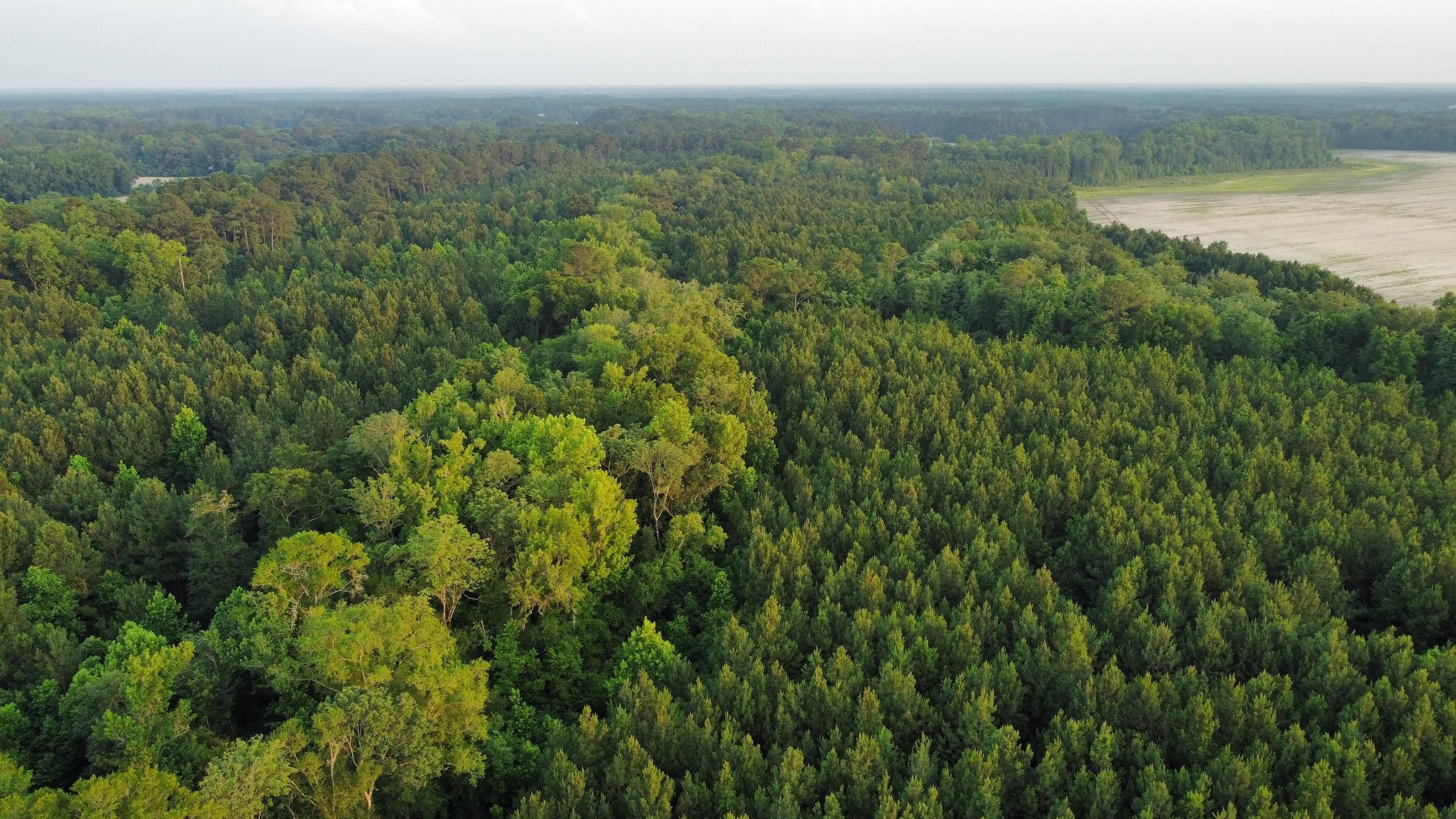 Springfield, Effingham County, GA Recreational Property, Timberland