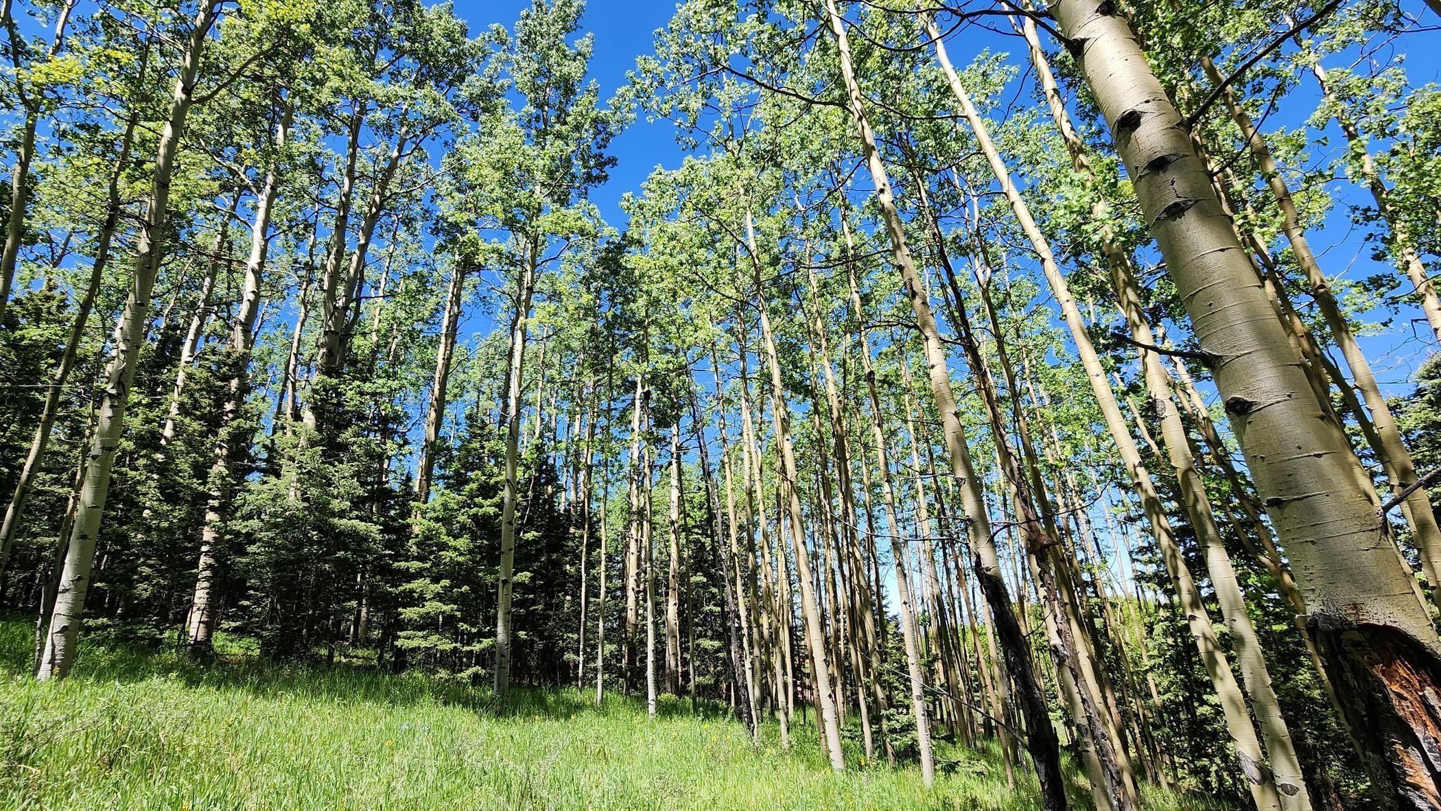 72 Hillside Terrace, Cripple Creek, CO 80813 LandWatch