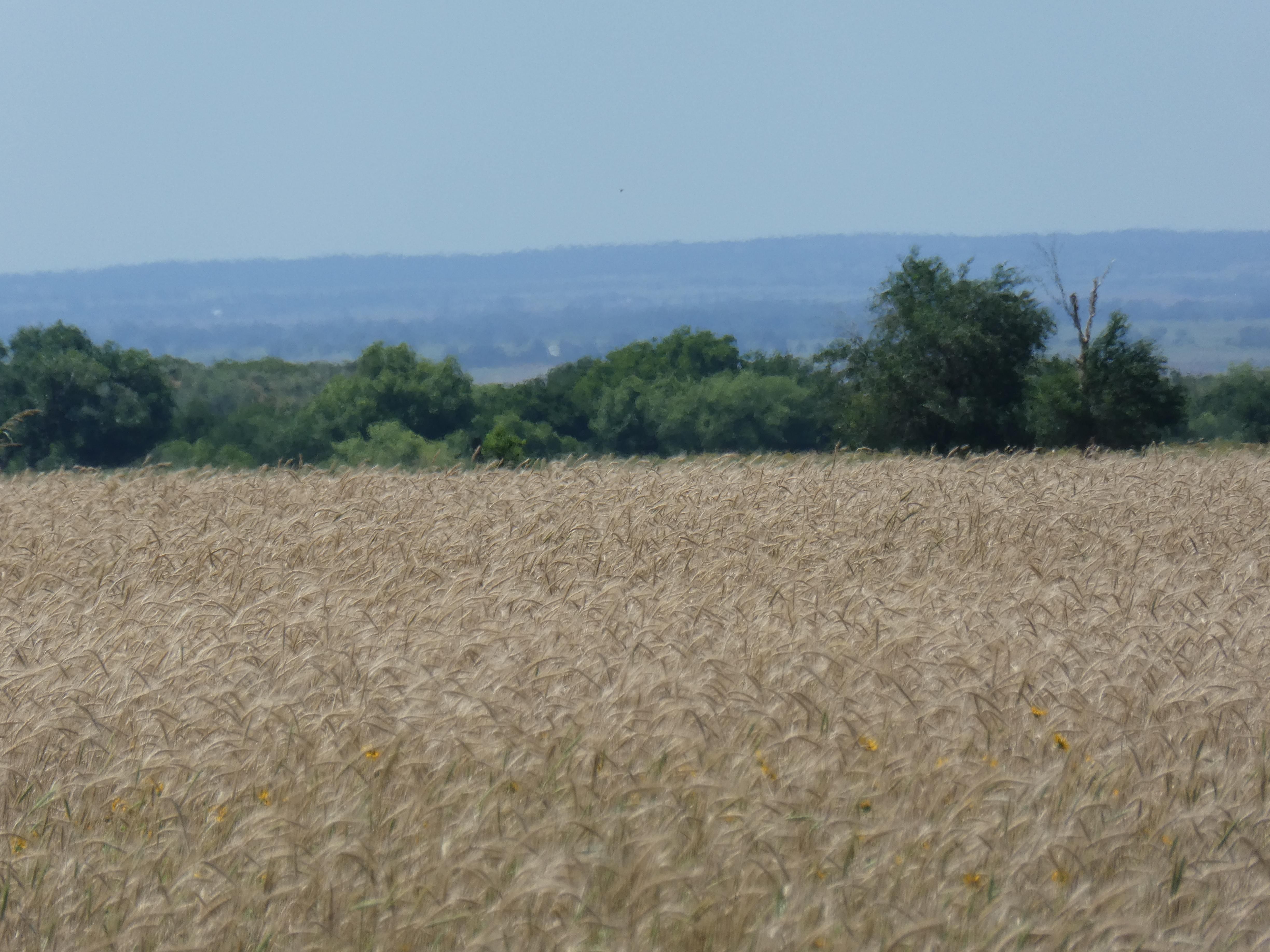 Estelline, Hall County, TX Farms and Ranches, Hunting Property for sale