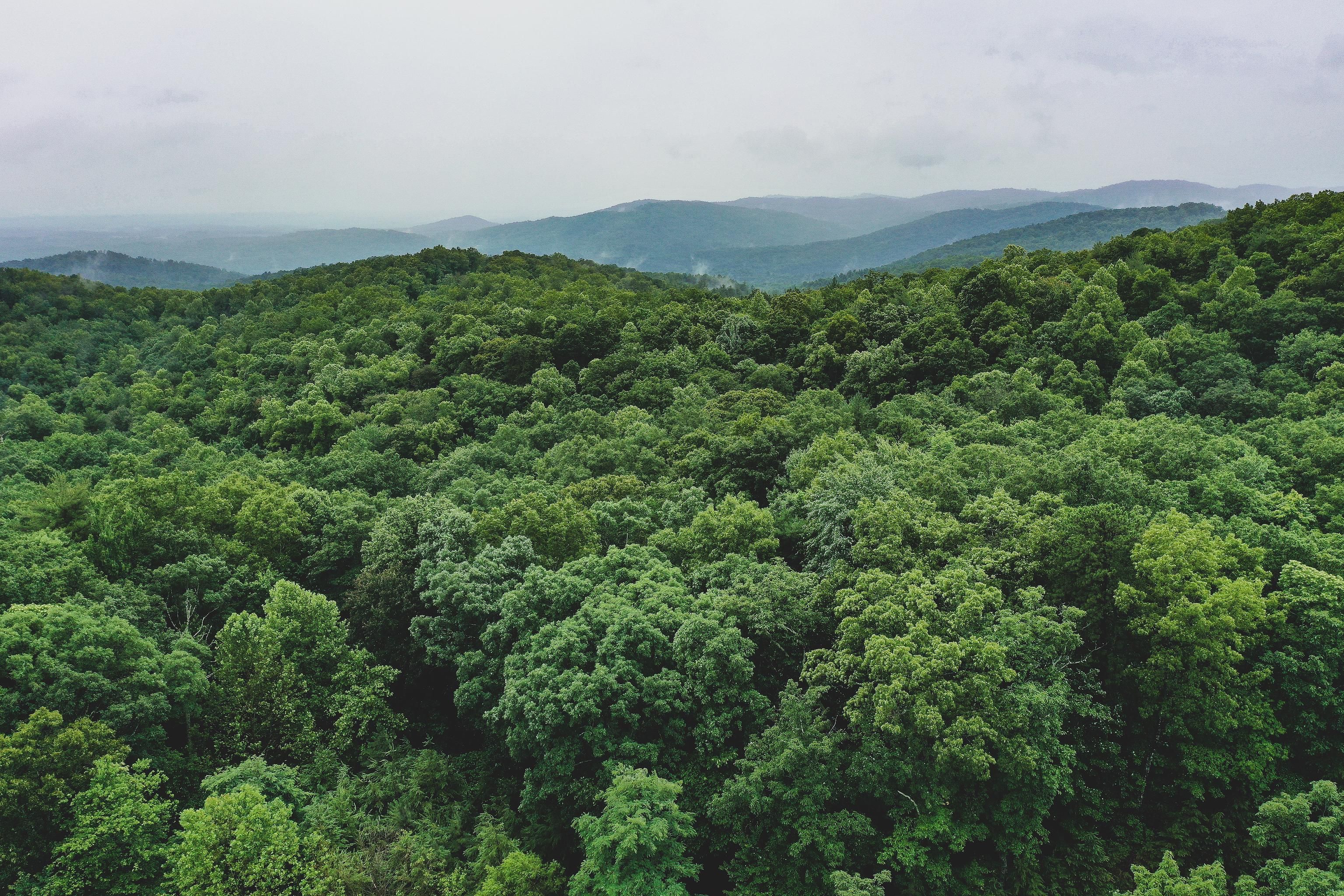 Mcgrady, Wilkes County, NC Undeveloped Land, Hunting Property for sale