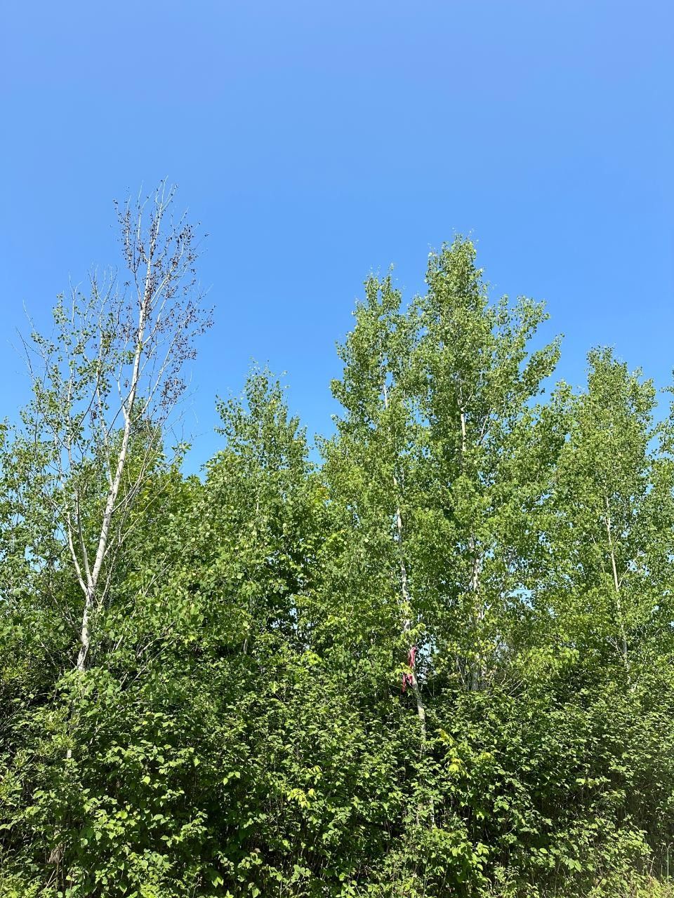 Tomahawk, Oneida County, WI Undeveloped Land for sale Property ID