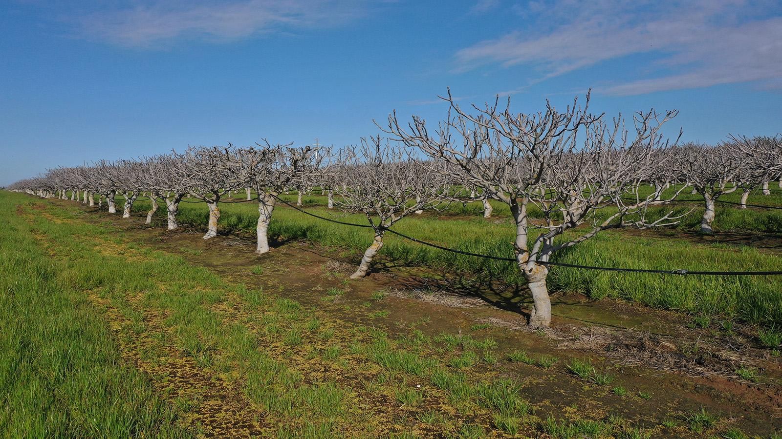 Chowchilla, Madera County, CA Farms and Ranches for sale Property ID