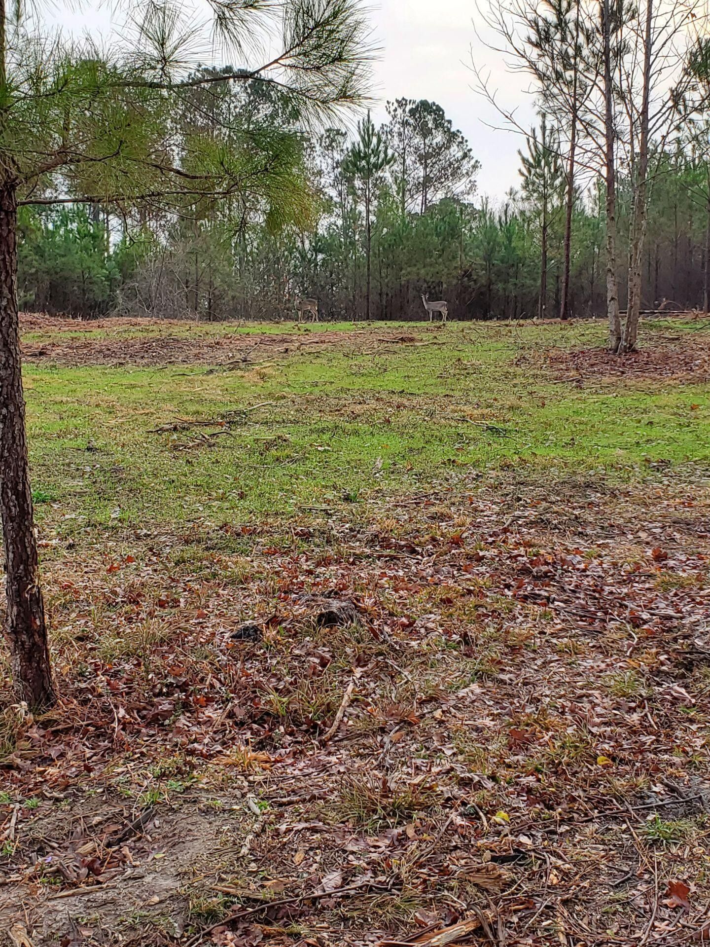Vernon, Lamar County, AL Undeveloped Land for sale Property ID