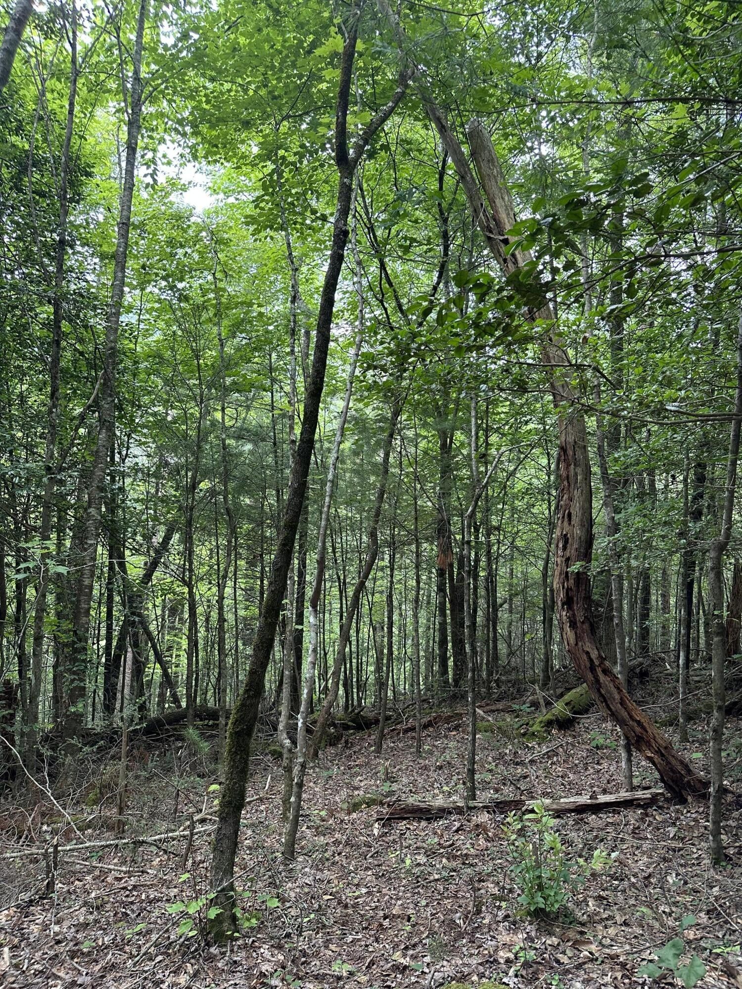 Del Rio, Cocke County, TN Farms and Ranches, Homesites for sale