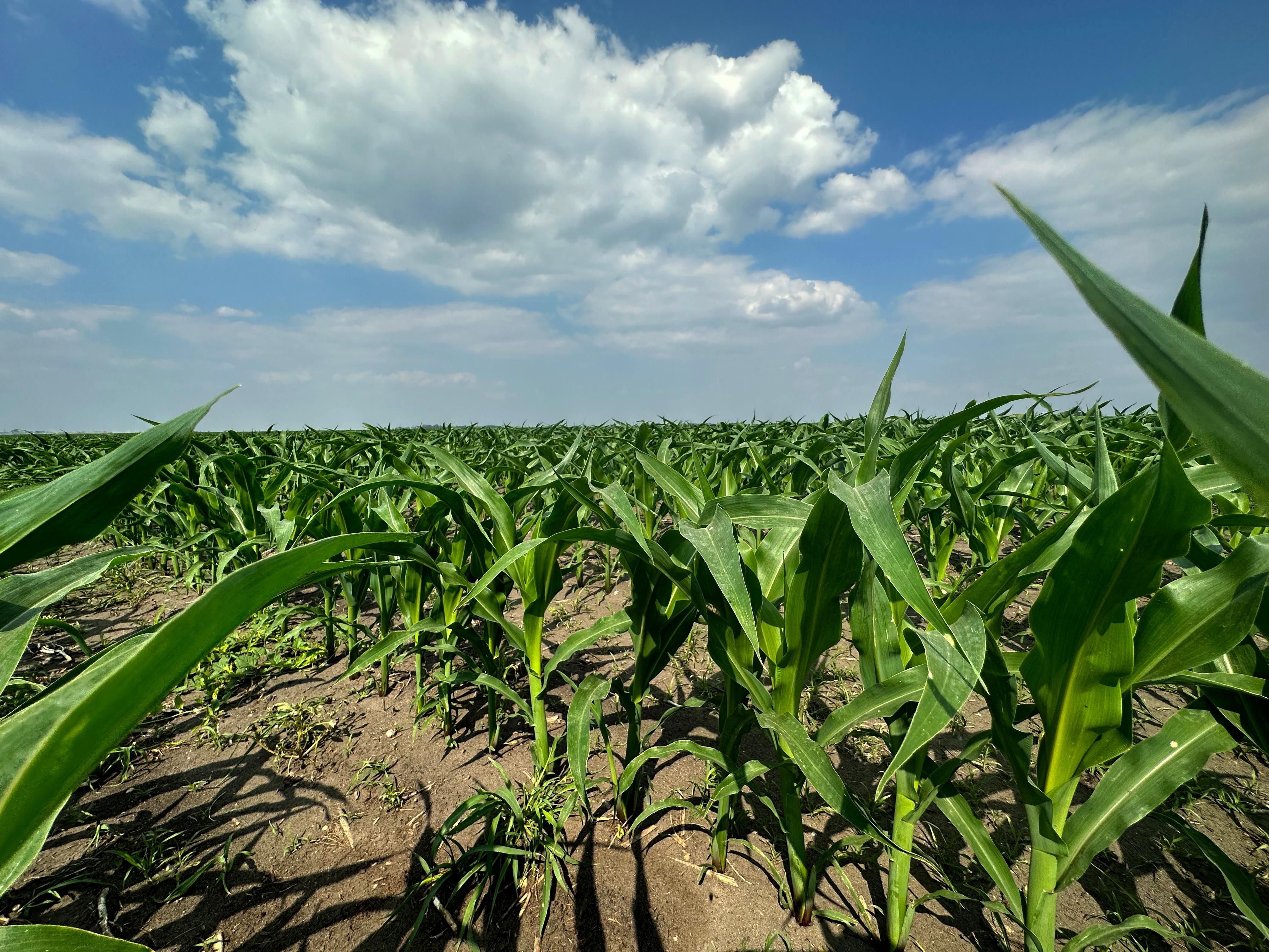 Fessenden, Wells County, ND Farms and Ranches, Hunting Property for
