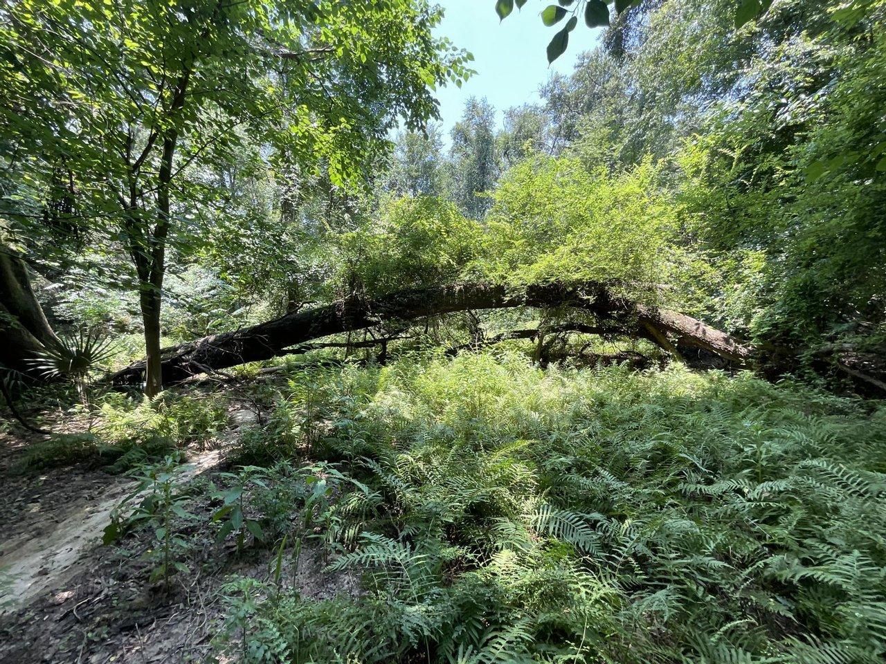 Lee, Madison County, FL Recreational Property, Undeveloped Land