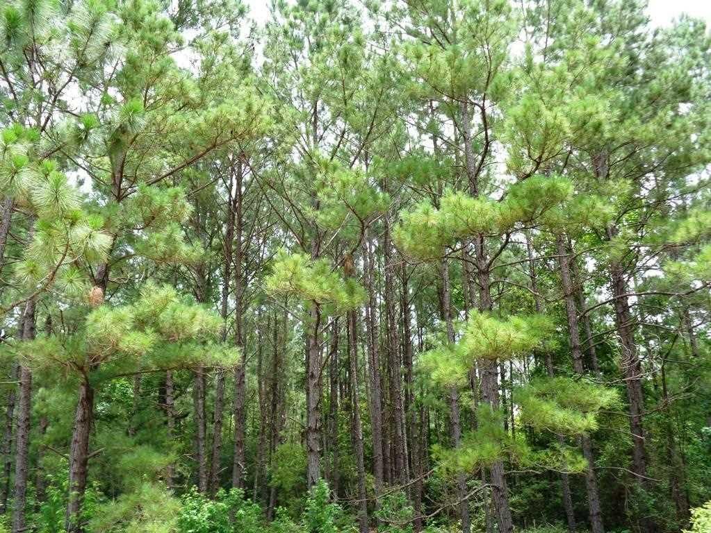 Chester, Tyler County, TX Recreational Property, Timberland Property
