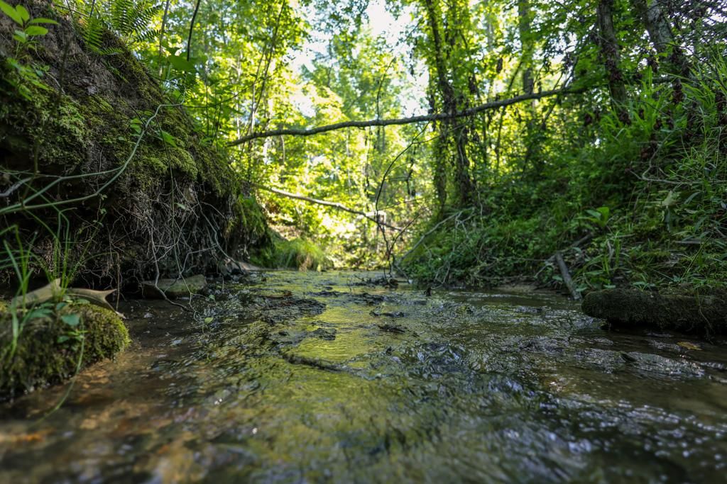 Henderson, Chester County, TN Recreational Property, Timberland