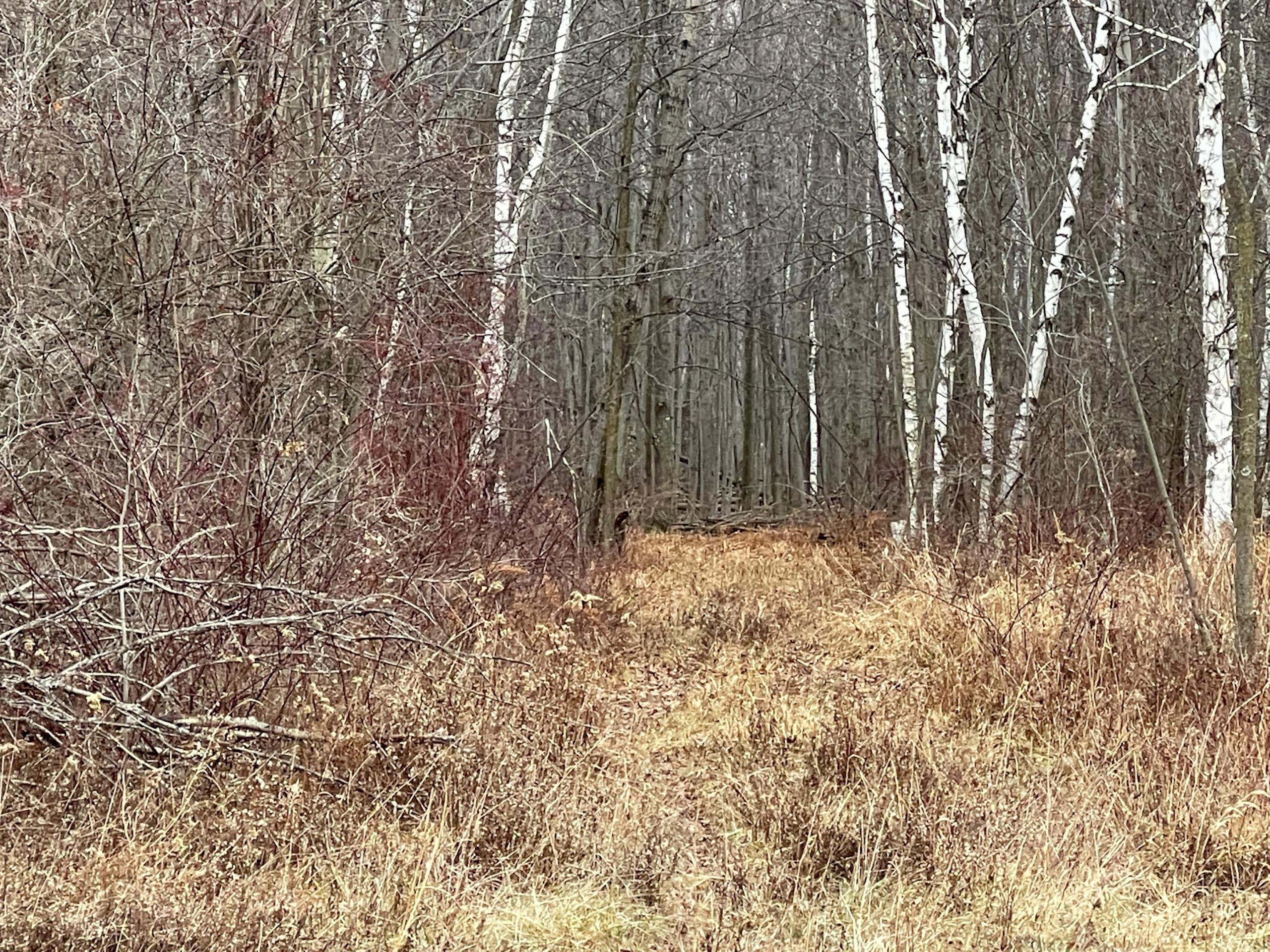 Palms, Sanilac County, MI Recreational Property, Timberland Property