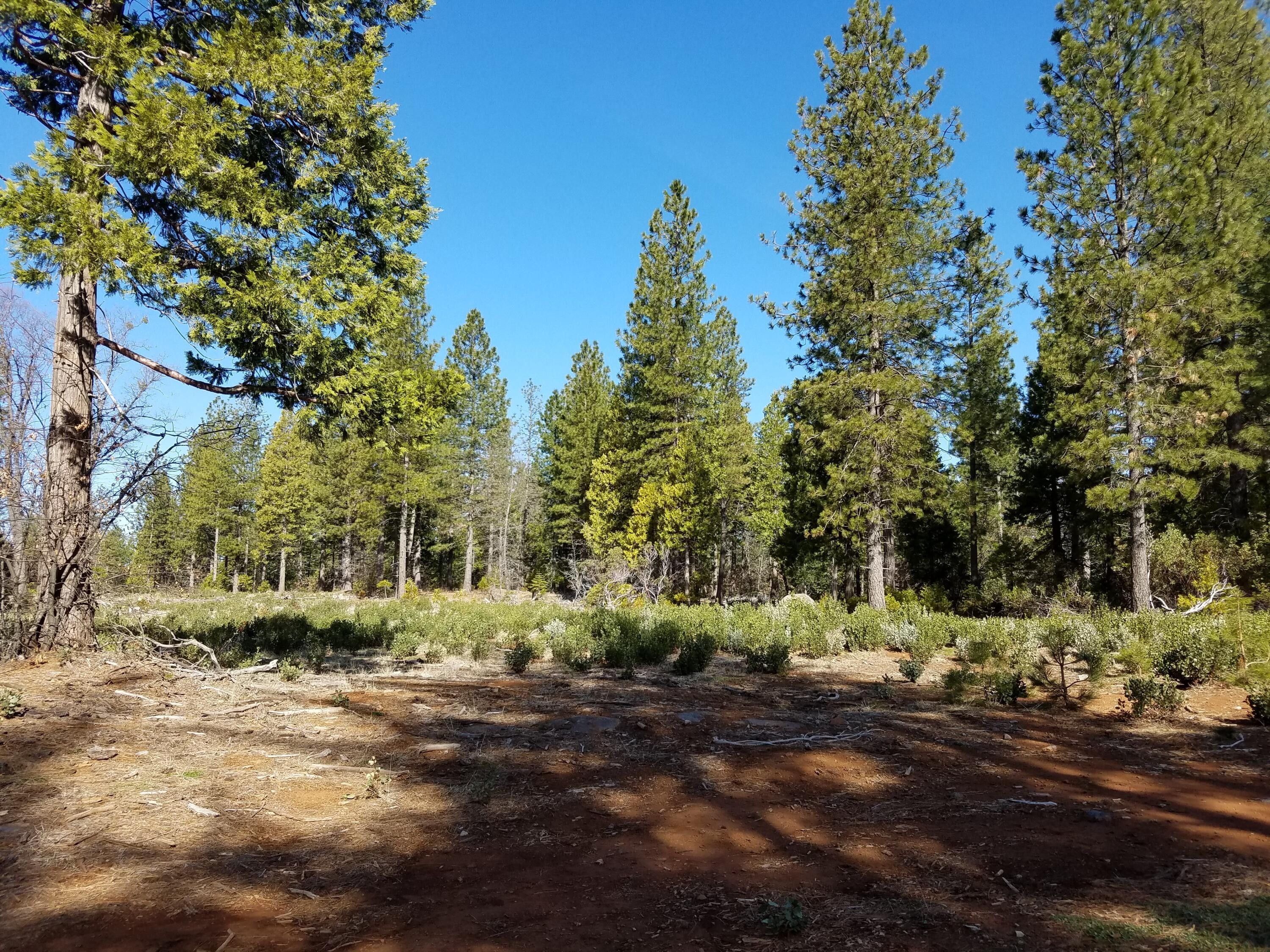 Shingletown, Shasta County, CA Undeveloped Land for sale Property ID