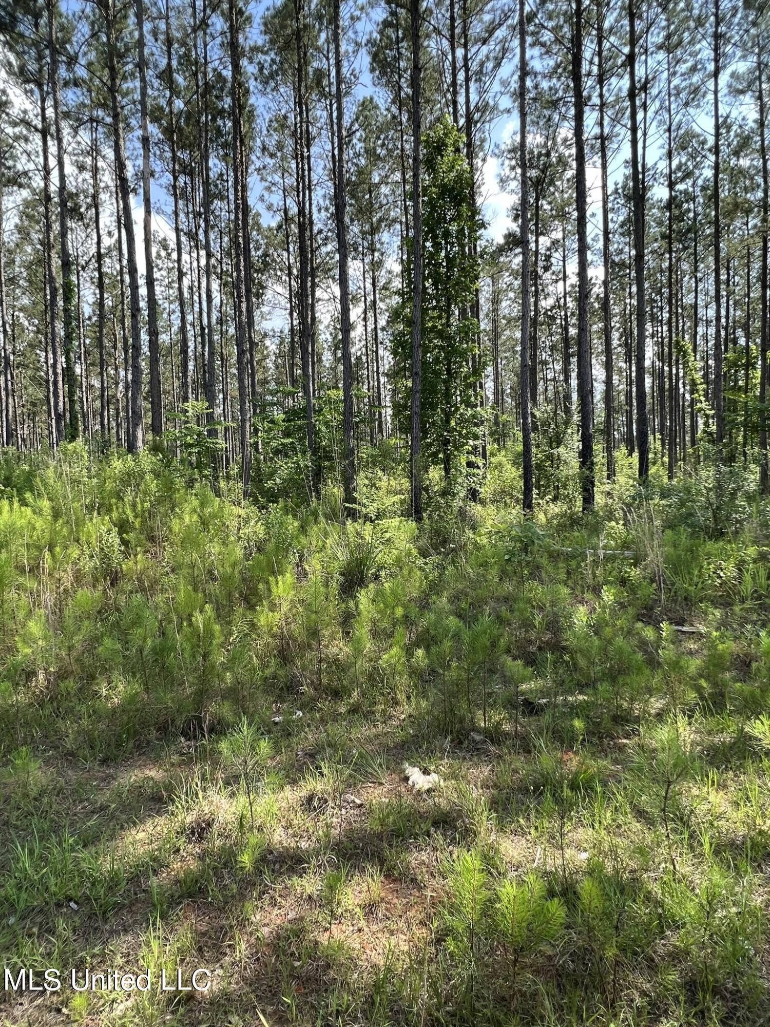 Lena, Rankin County, MS Undeveloped Land for sale Property ID