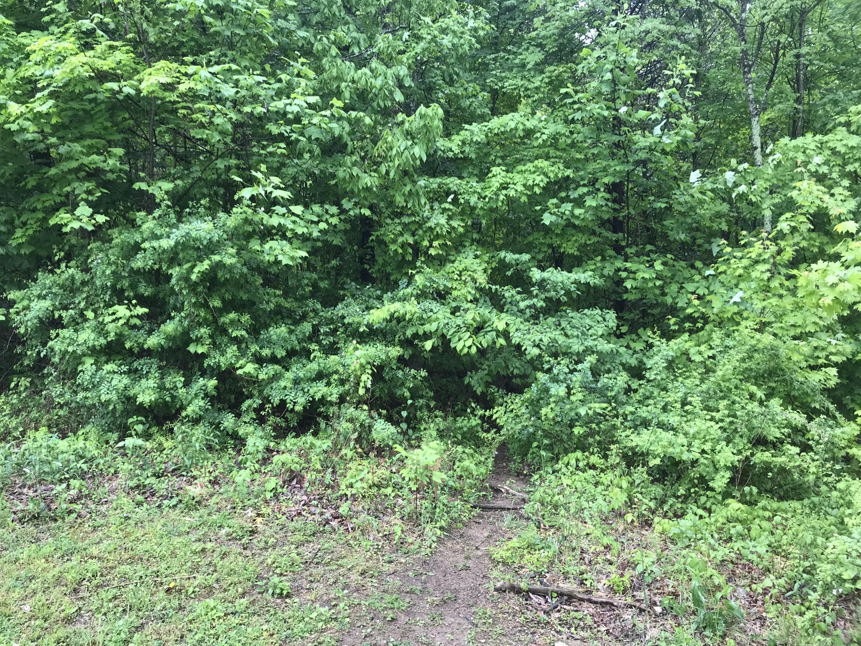 Climax, Rockcastle County, KY Undeveloped Land, Homesites for sale
