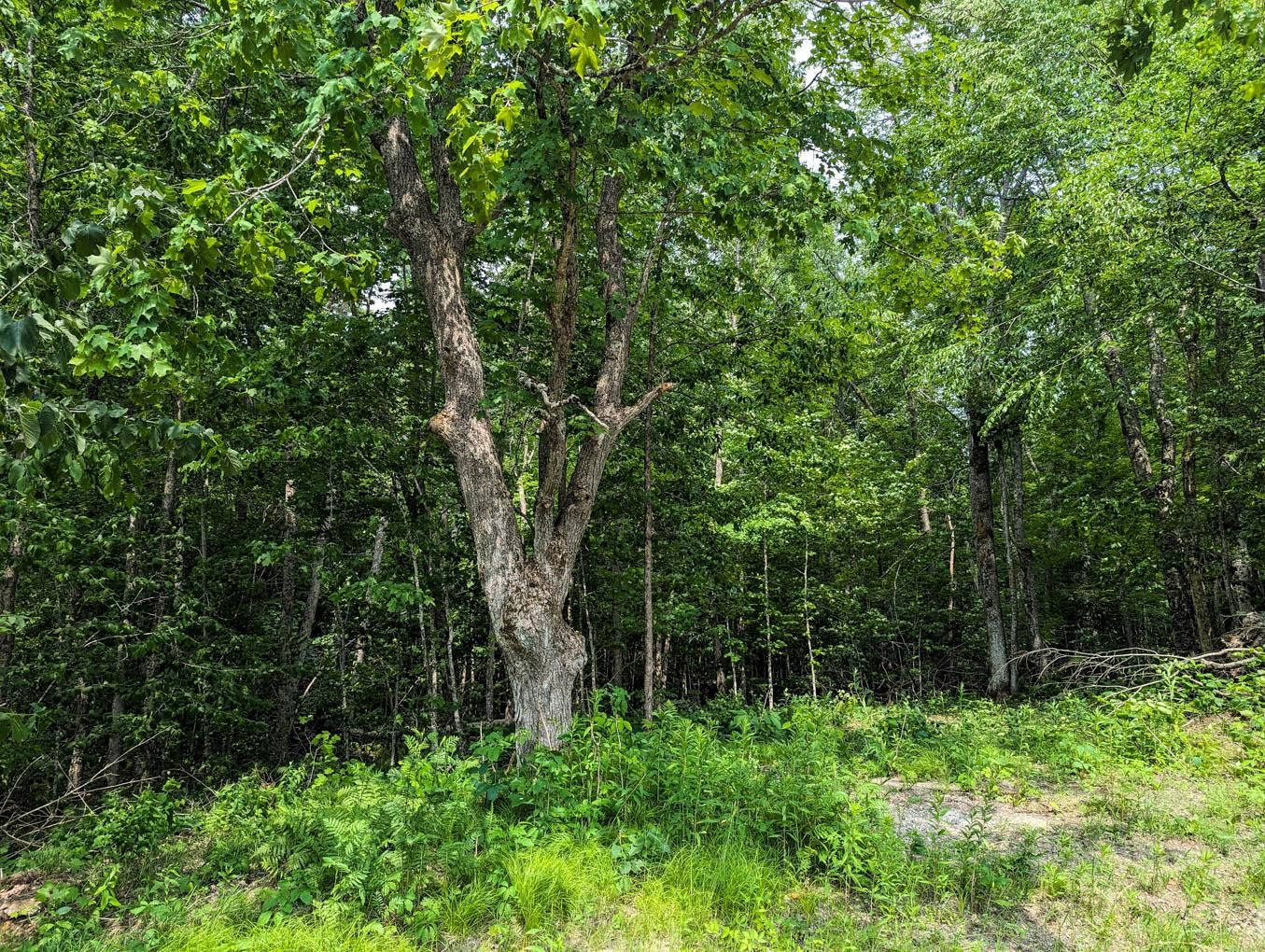 Winter, Sawyer County, WI Recreational Property, Hunting Property