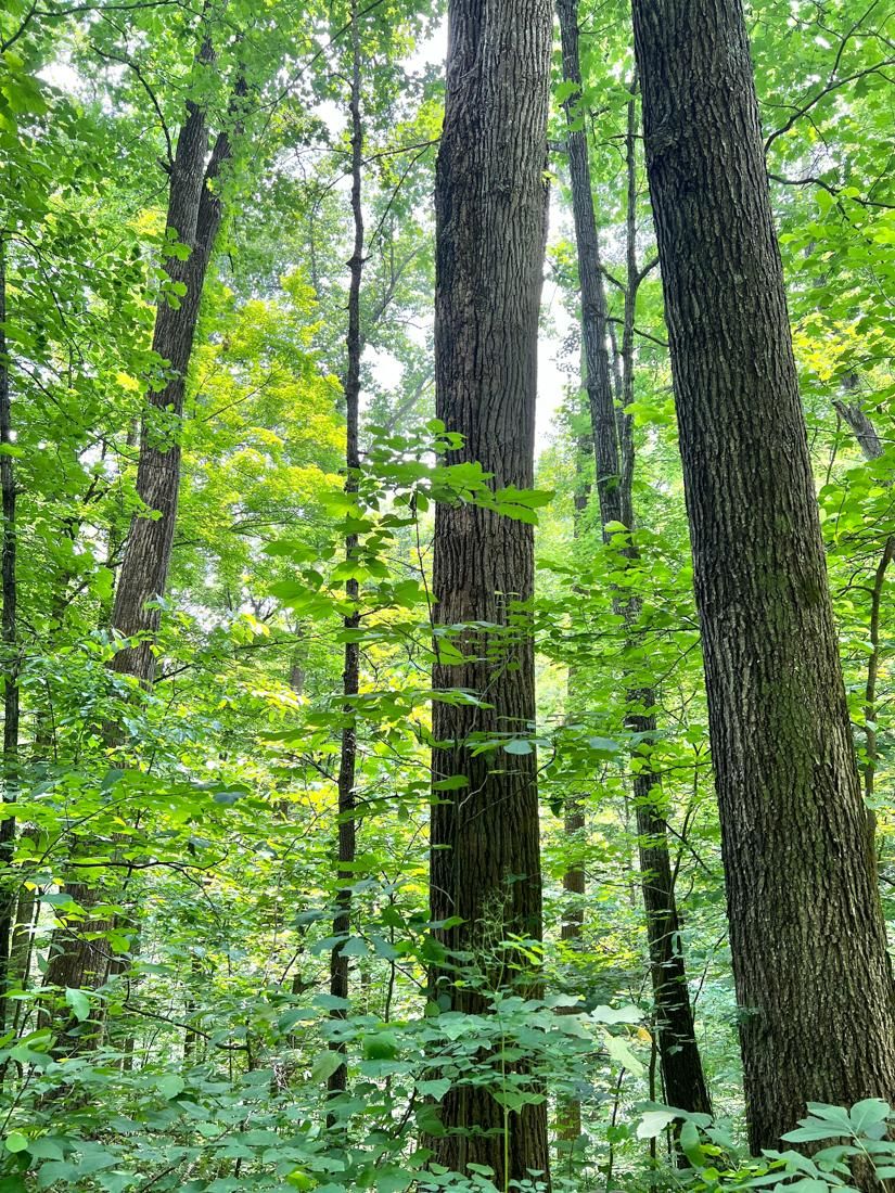 Block Hollow Road, Kermit, WV 25674 LandWatch