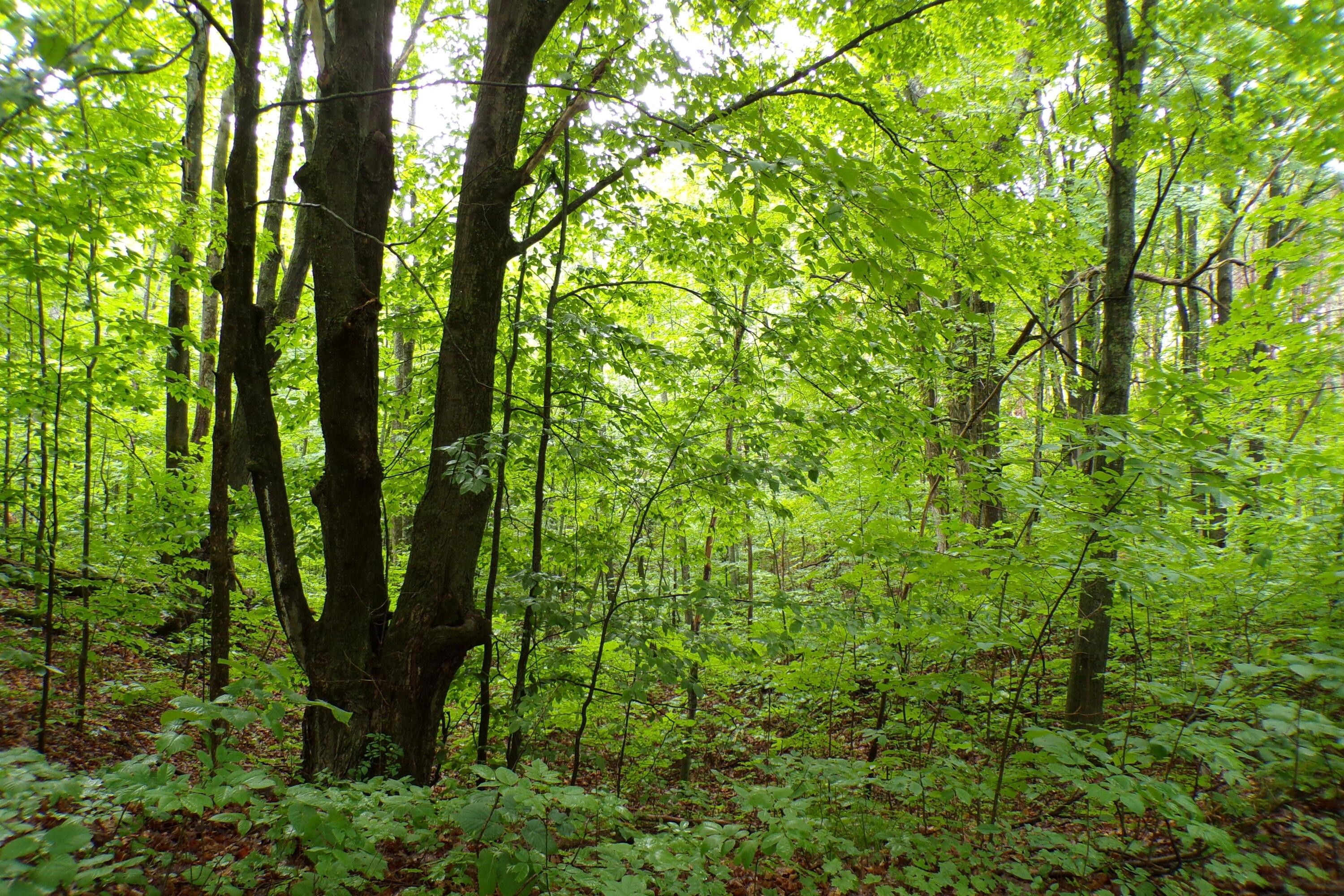 Comins, Oscoda County, MI Farms and Ranches, Homesites for sale