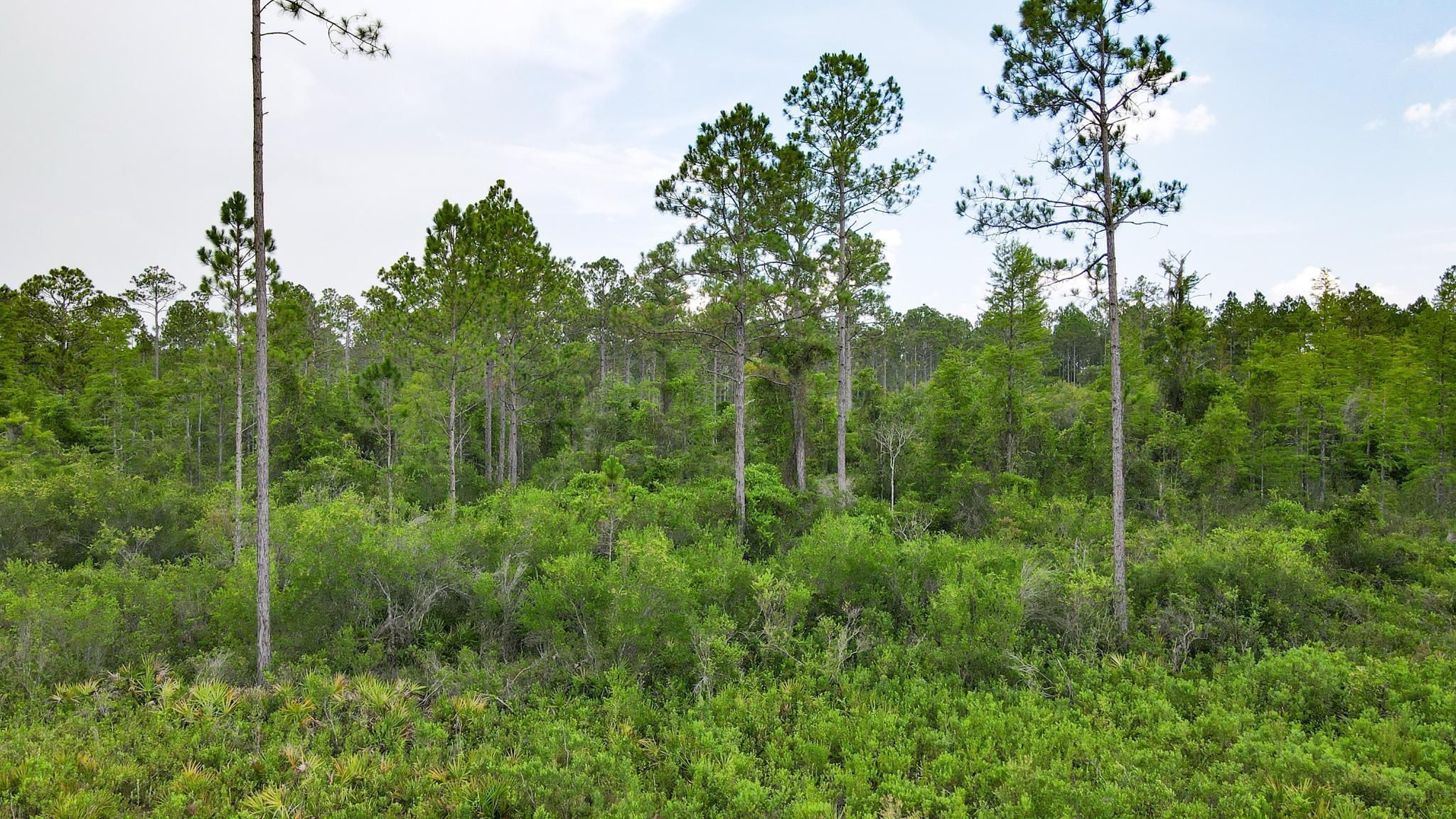 Lot 6, Econfina Preserve, Roger Spring Road, Perry, FL 32348 MLS