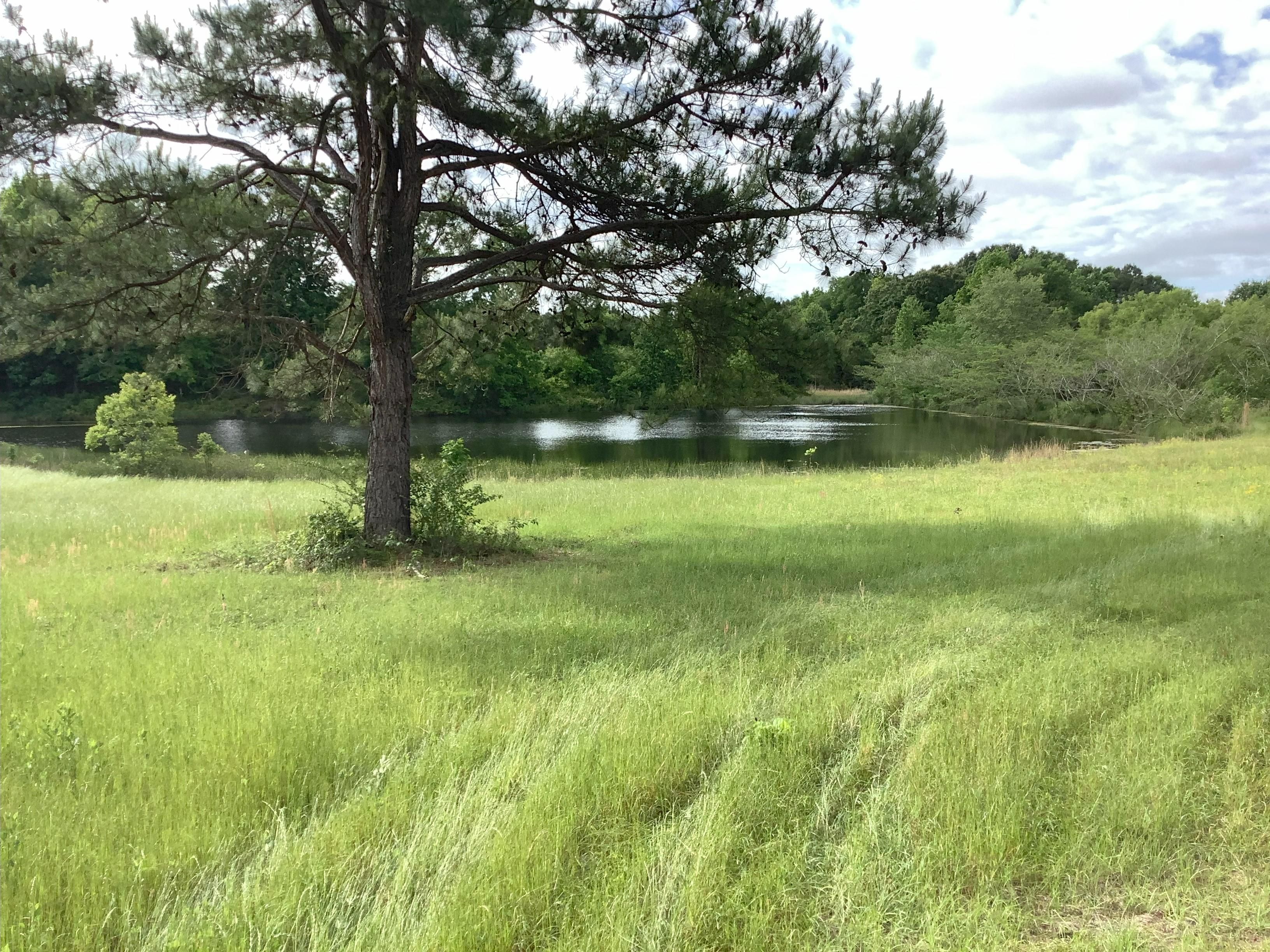 Clio, Barbour County, AL Timberland Property, Hunting Property for sale