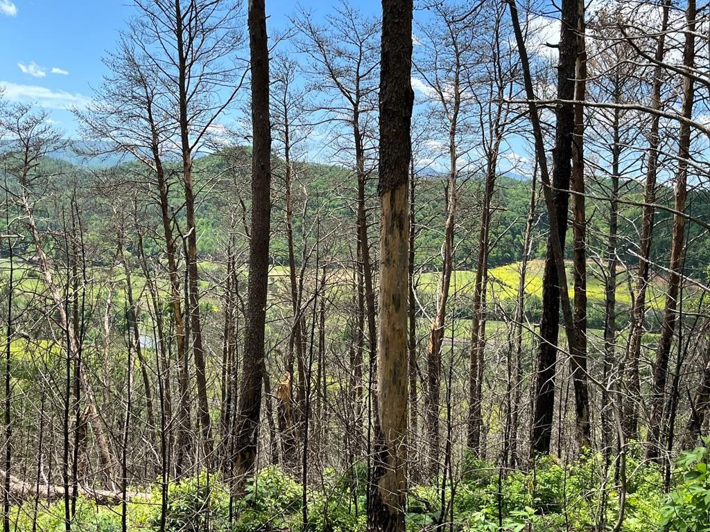 Del Rio, Cocke County, TN Farms and Ranches for sale Property ID