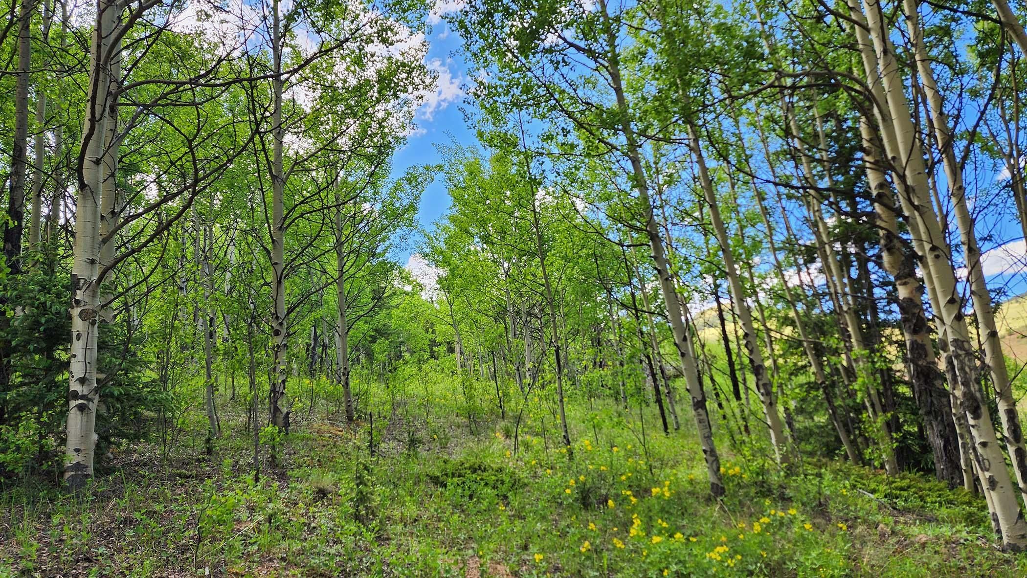 4.7 acres in Cripple Creek, CO, 80813 LandWatch