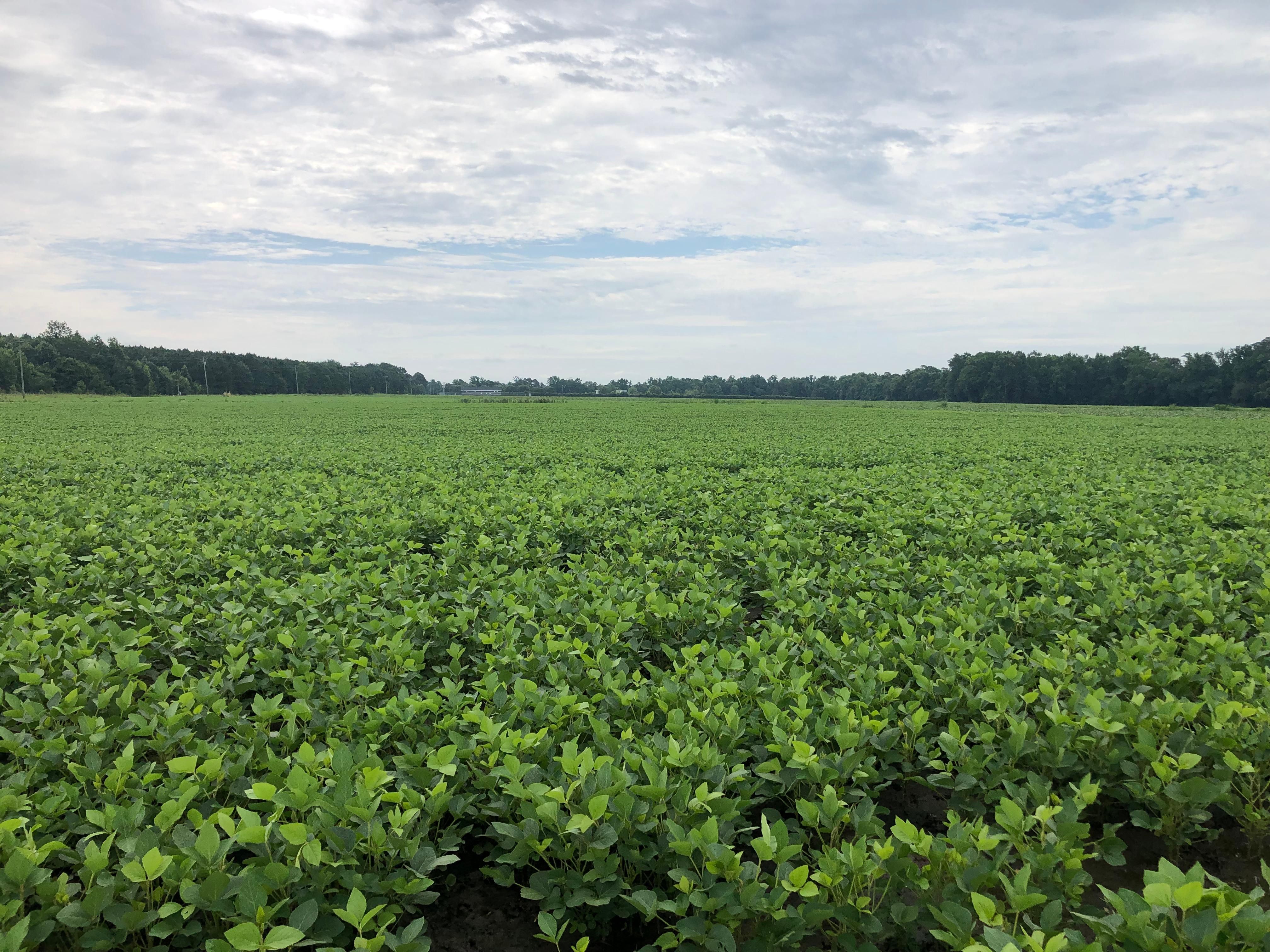 1135 Taylor Road, Walstonburg, NC 27888 LandWatch