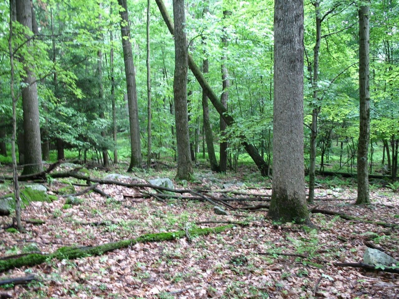 Westover, Clearfield County, PA Recreational Property, Undeveloped Land