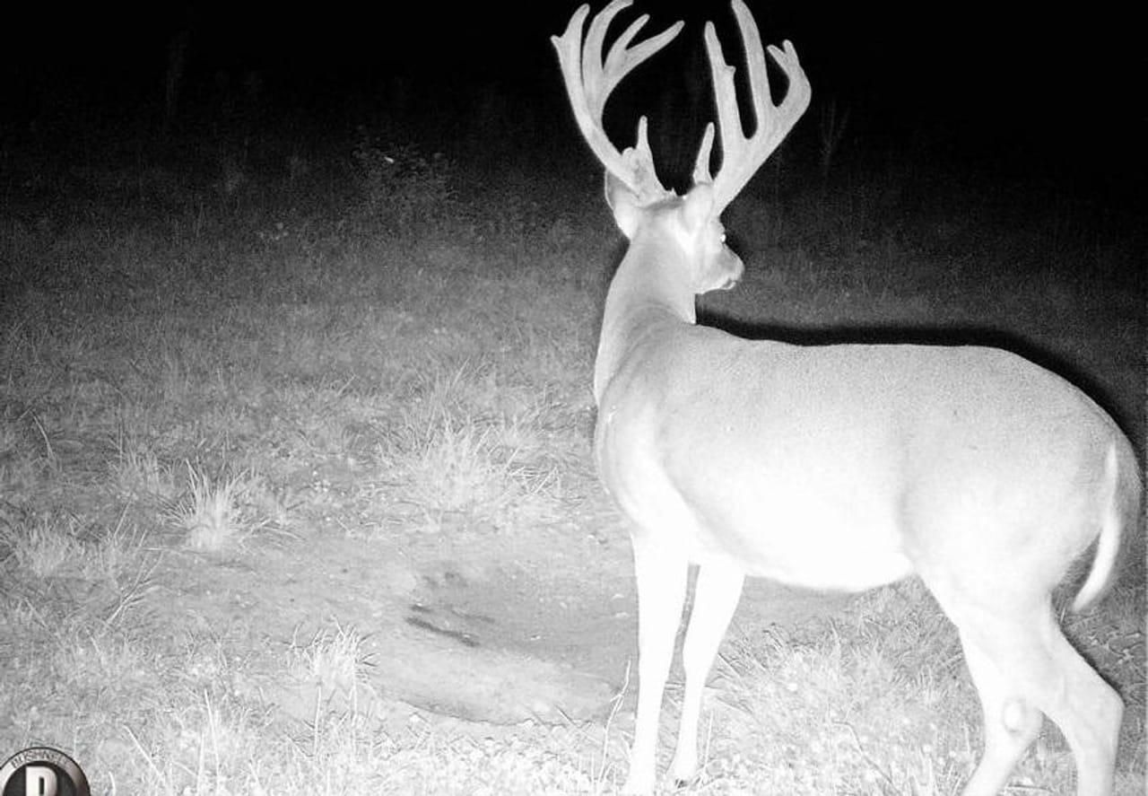 16389 Renegar Drive, Birch Tree, MO 65438 LandWatch