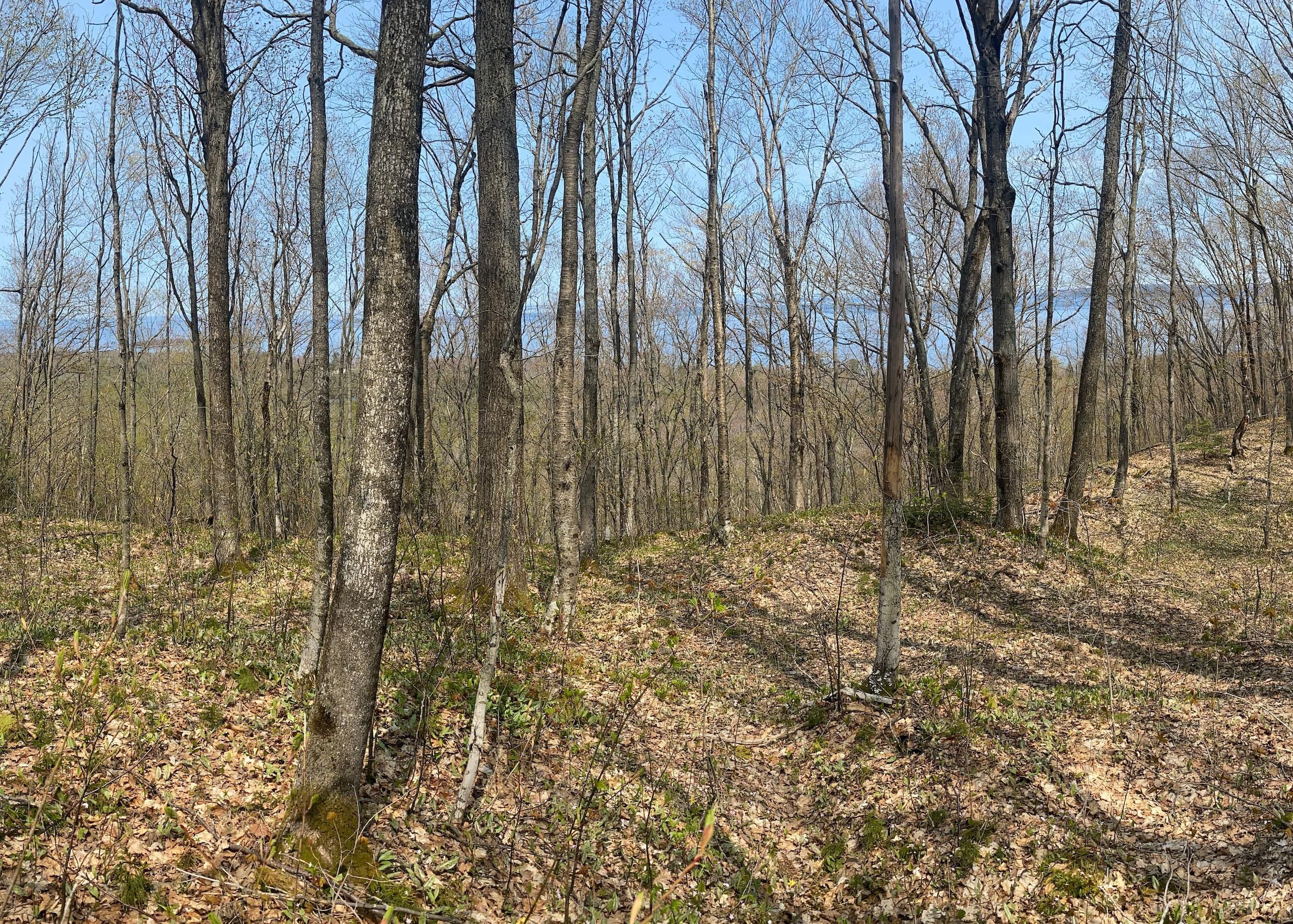Brimley, Chippewa County, MI Recreational Property, Timberland Property