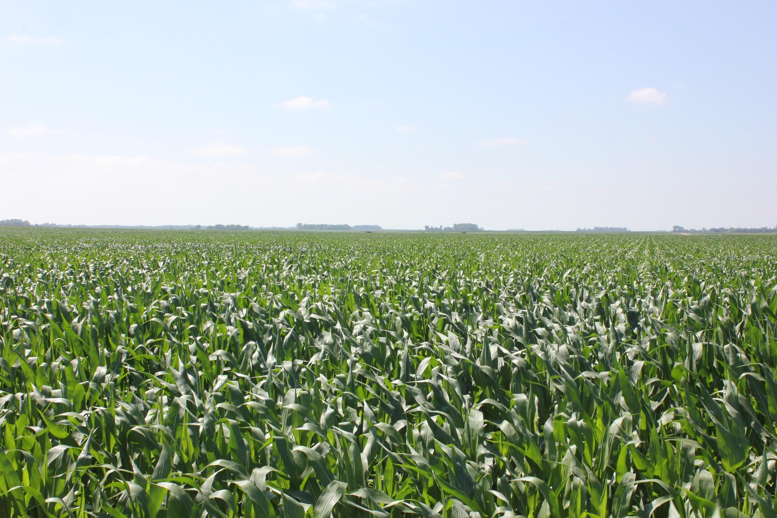 De Graff, Swift County, MN Farms and Ranches, Undeveloped Land for