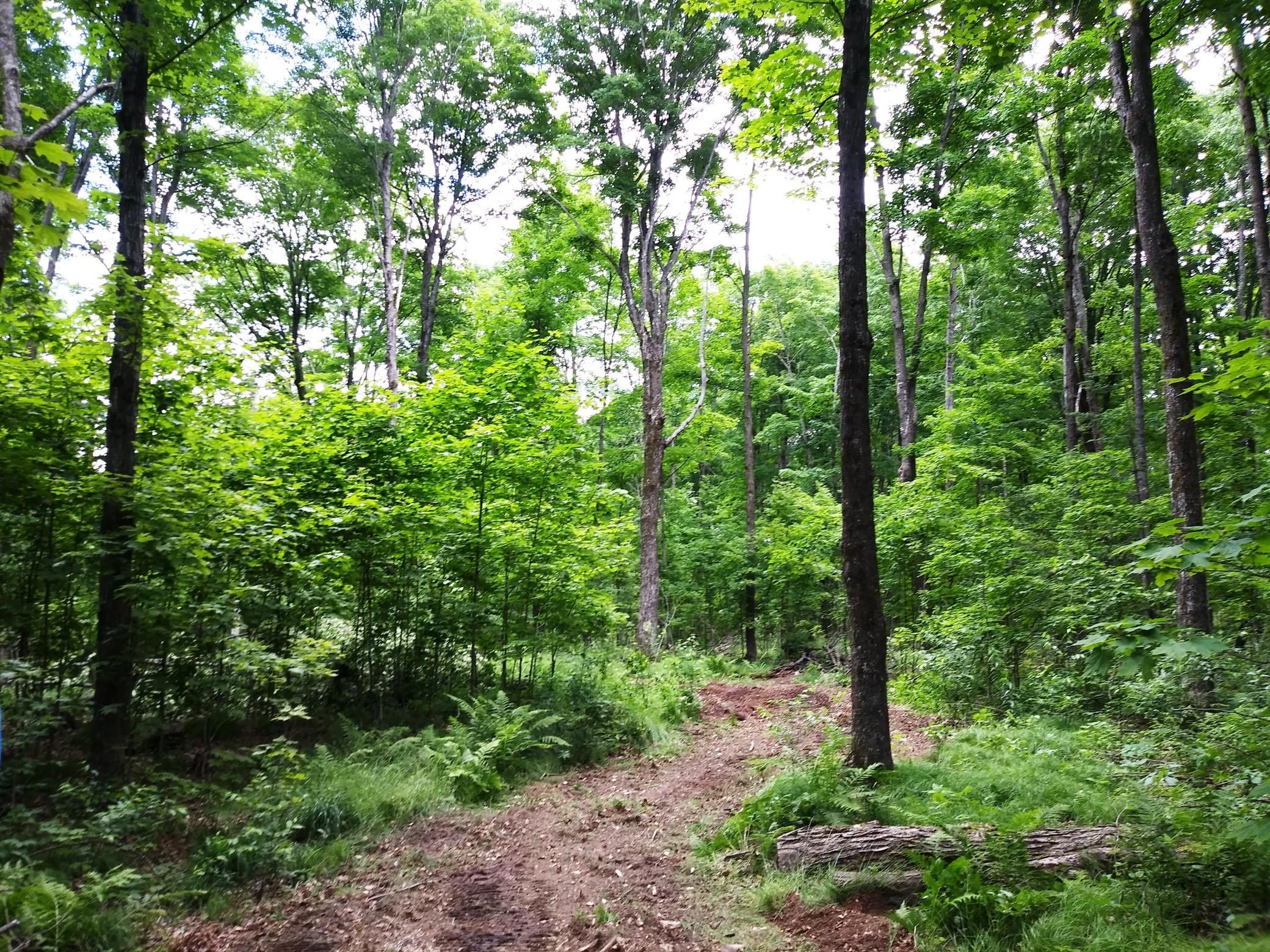 Crandon, Forest County, WI Recreational Property, Hunting Property for