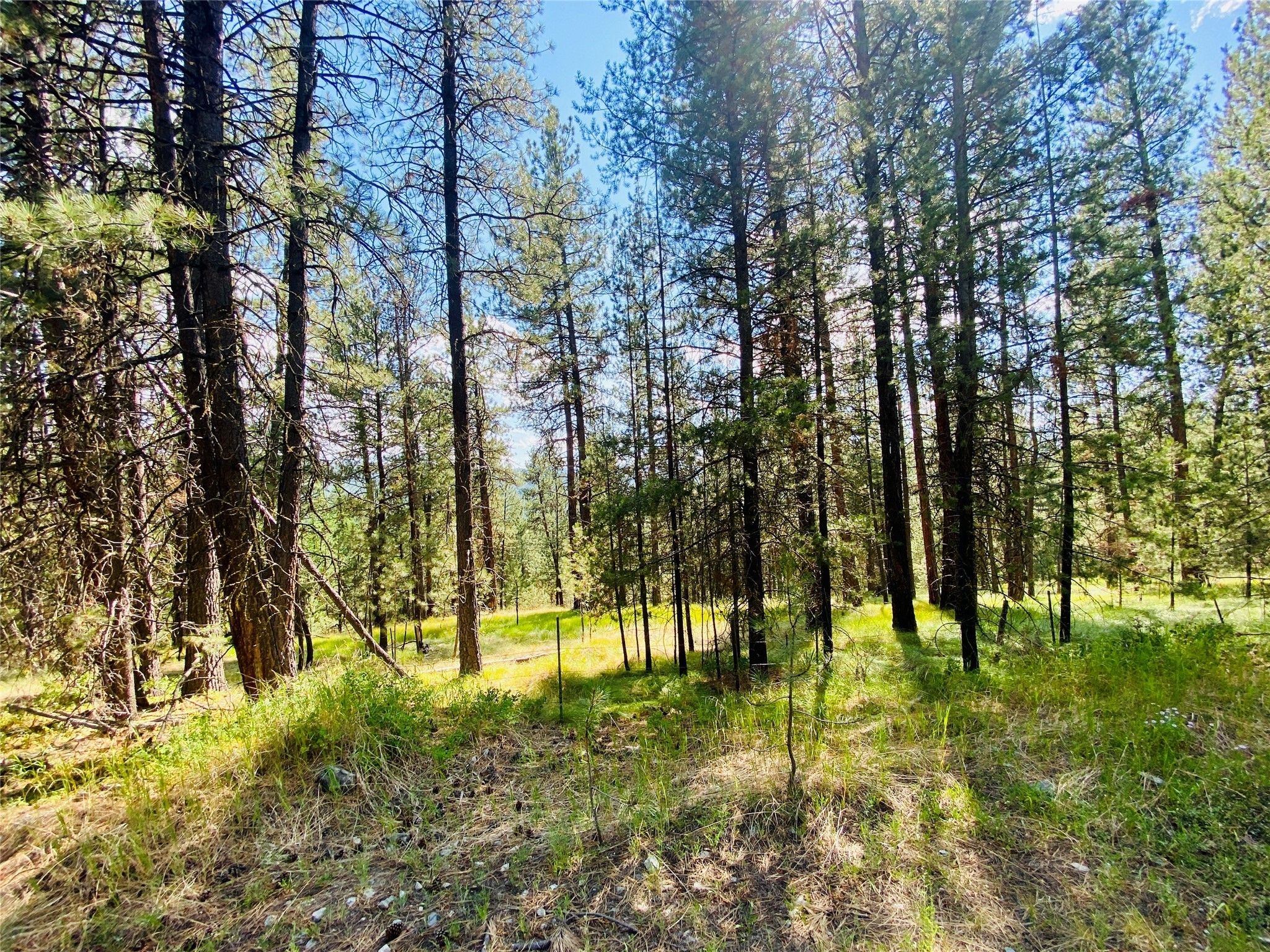Marion, Flathead County, MT Undeveloped Land for sale Property ID