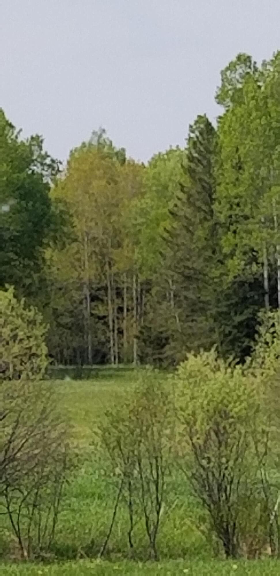N CR 403, Newberry, MI 49868 MLS 2367 LandWatch