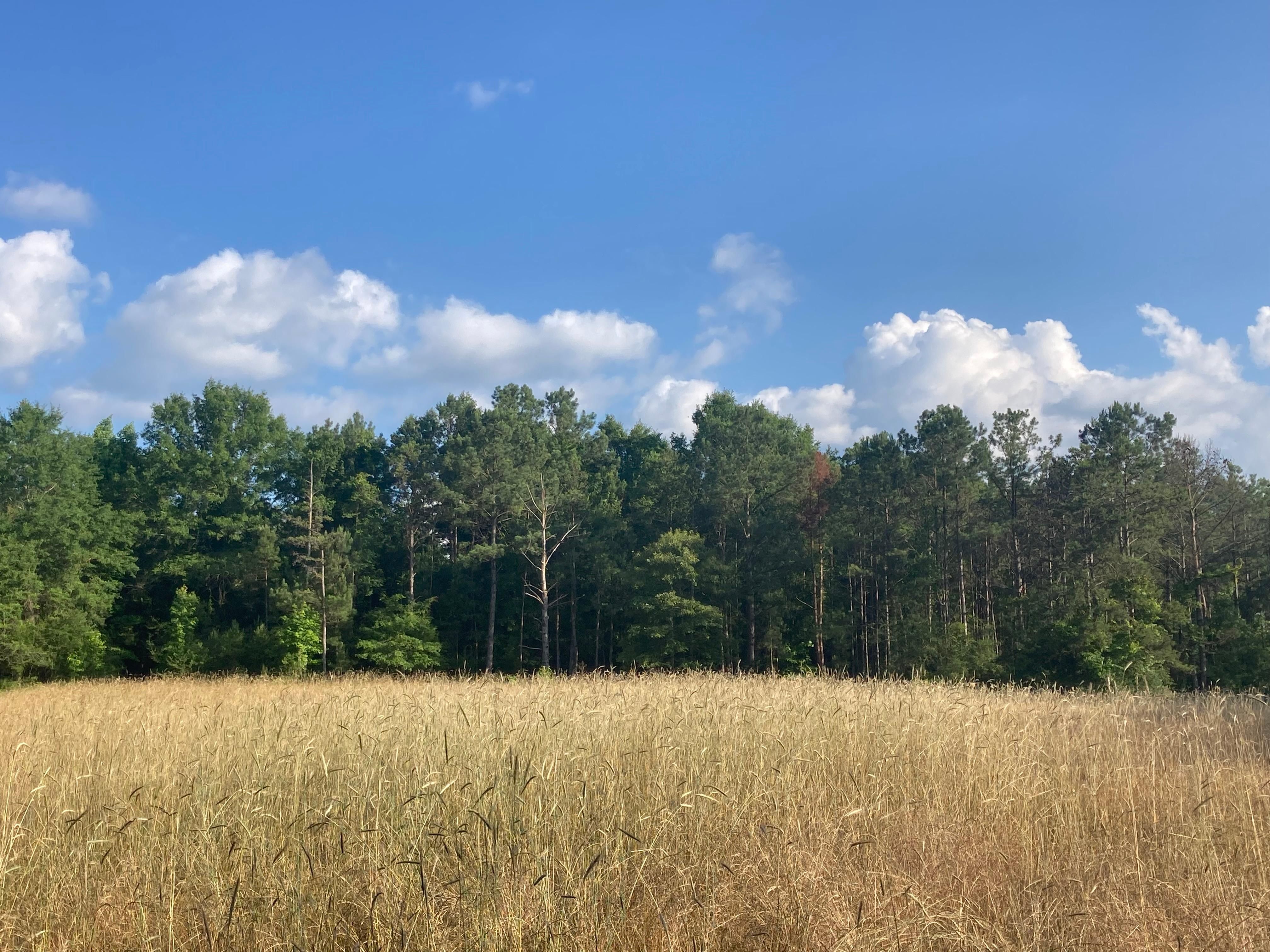 Greenville, Butler County, AL Recreational Property, Timberland