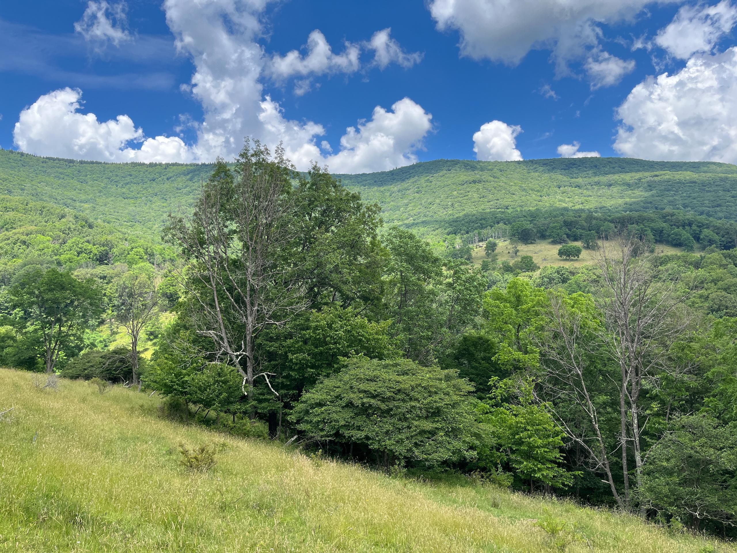 Is This West Virginia'S Best Kept Secret? Free Mugshots! - e8jwj1d