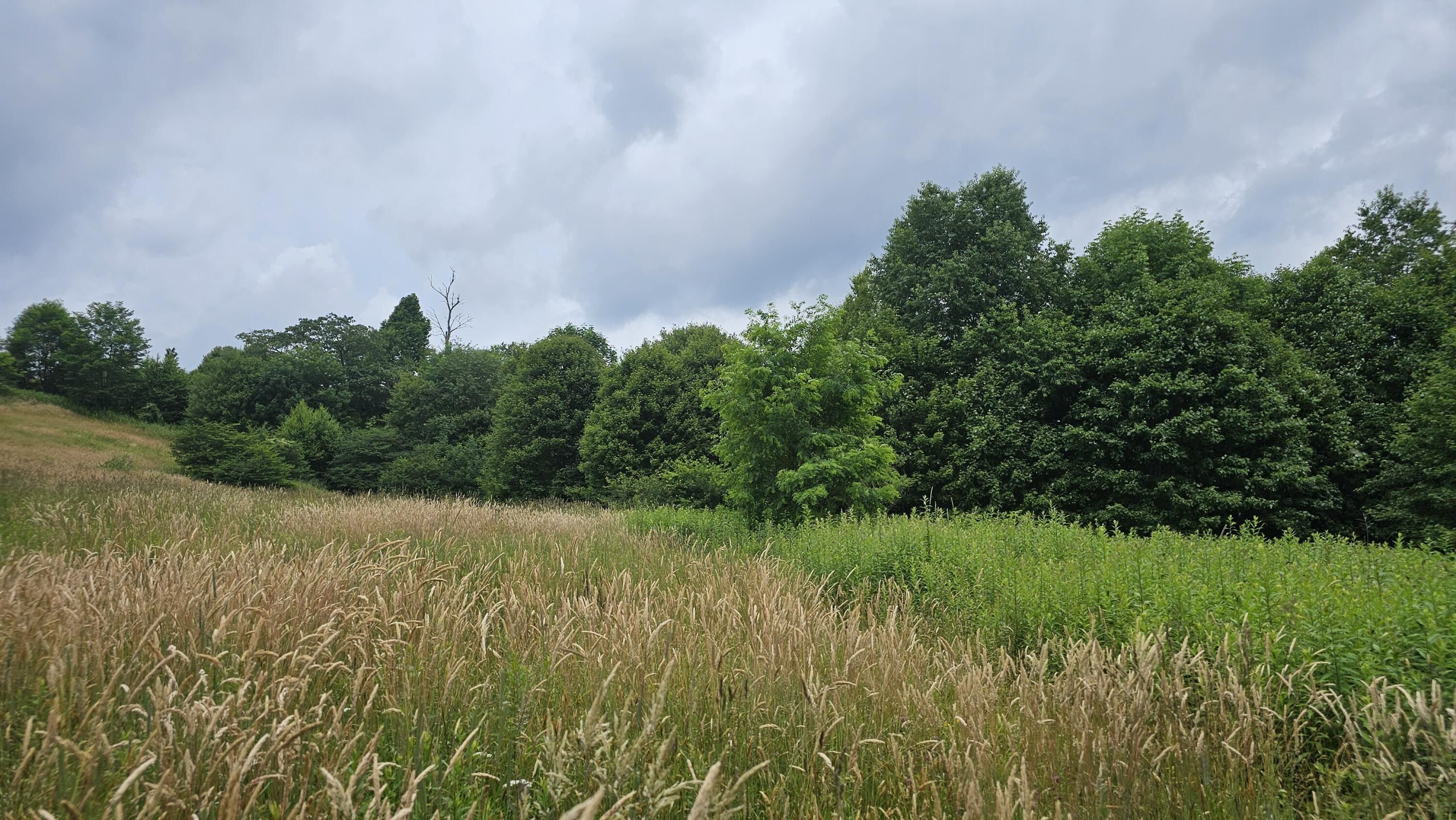 Slatyfork, Pocahontas County, WV Farms and Ranches, Homesites for sale