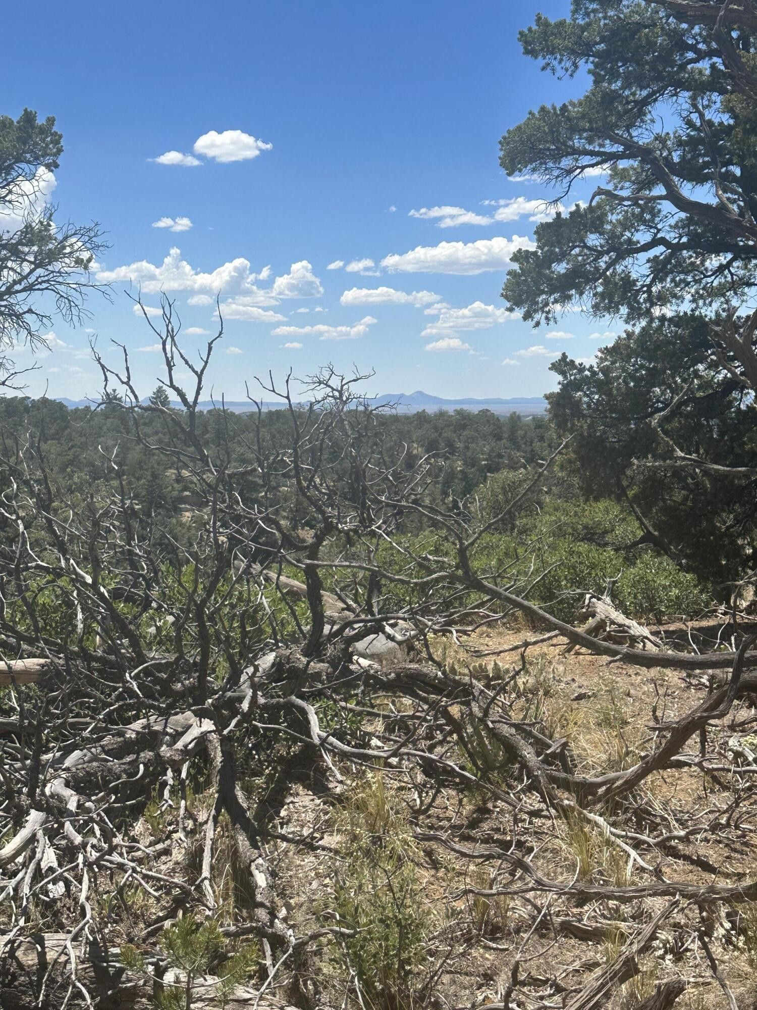 Pie Town, Catron County, NM Undeveloped Land for sale Property ID 416994387 LandWatch