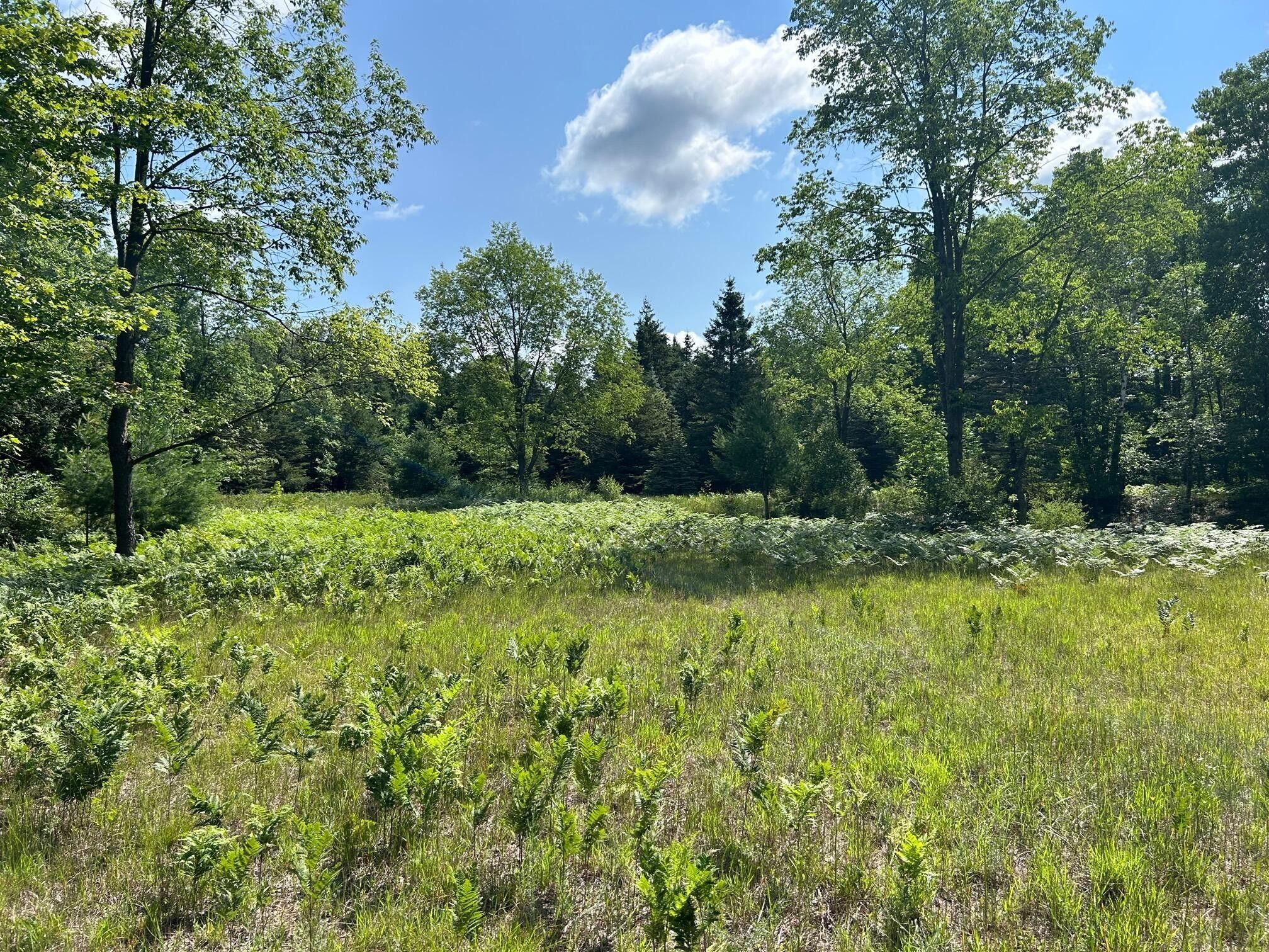 Mecosta, Mecosta County, MI Undeveloped Land, Lakefront Property