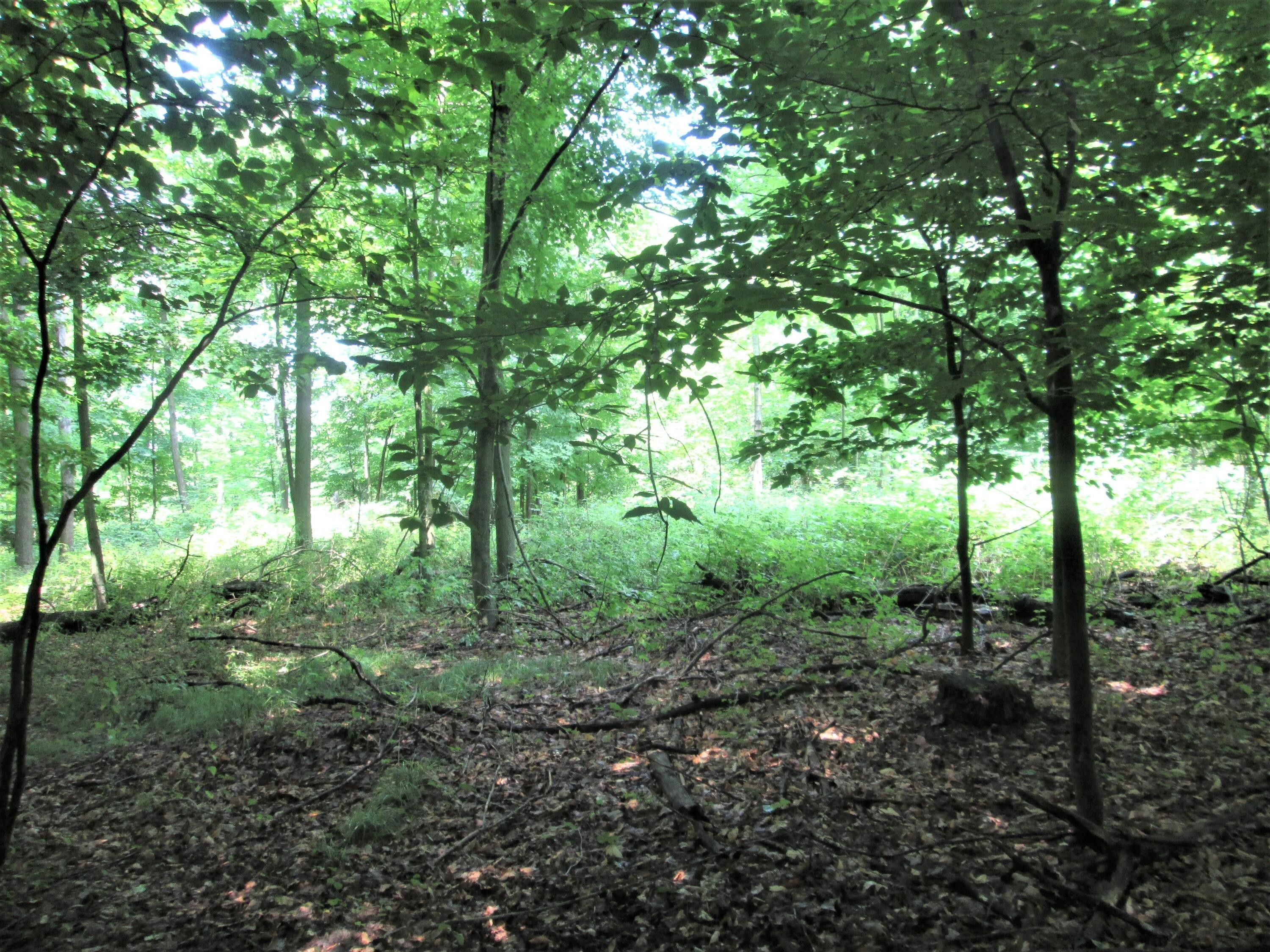 Stanton, Montcalm County, MI Undeveloped Land for sale Property ID