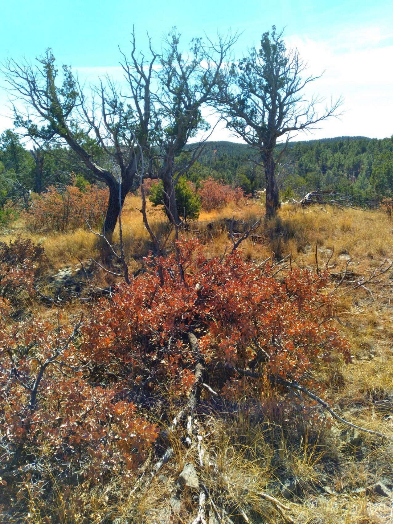 Cloudcroft, Otero County, NM Recreational Property, Homesites for sale