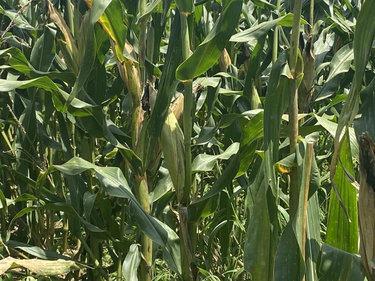 Collinston, Morehouse Parish, LA Farms and Ranches, Hunting Property