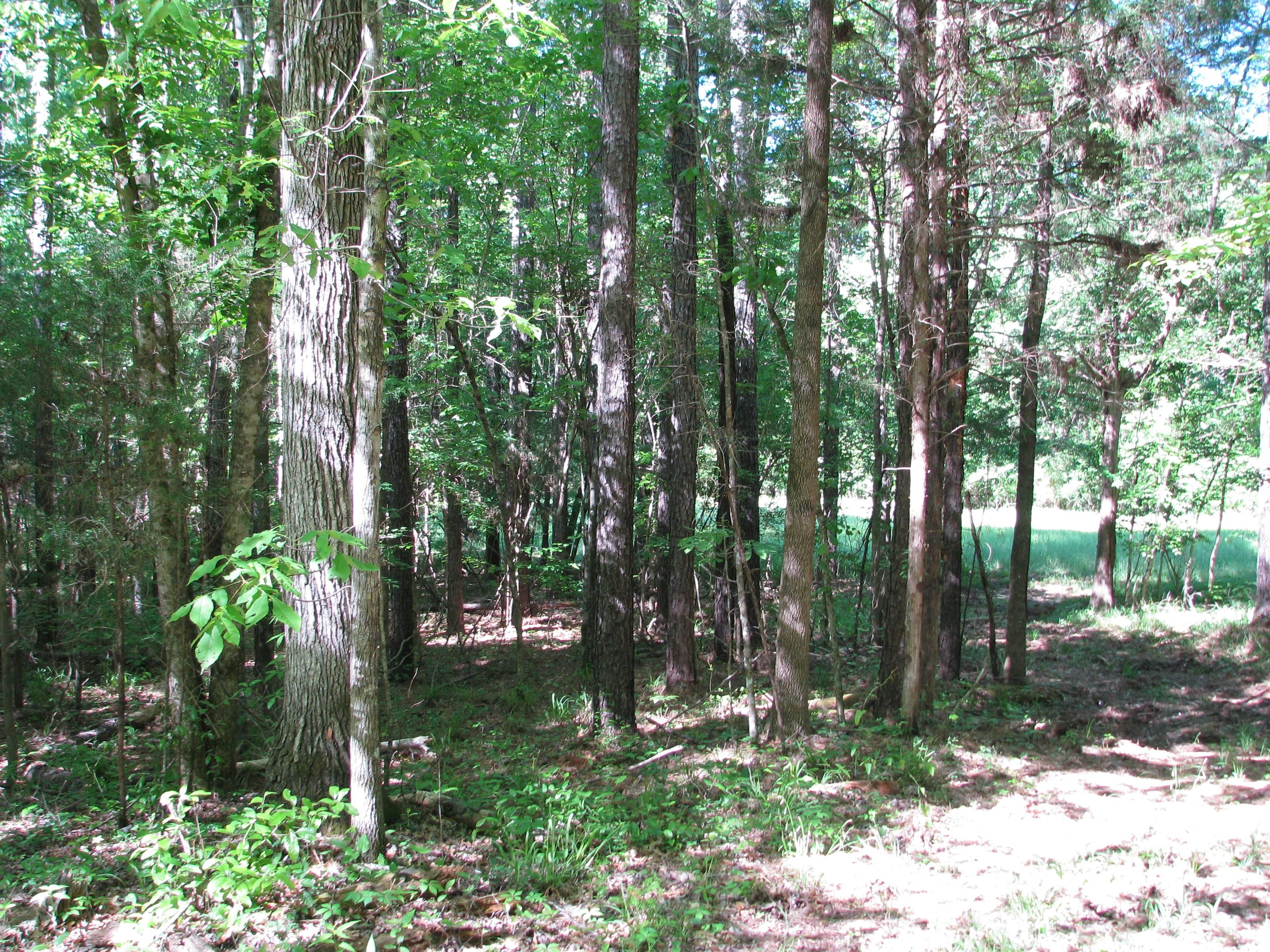 160 acres in Grove Hill, AL, 36451 LandWatch