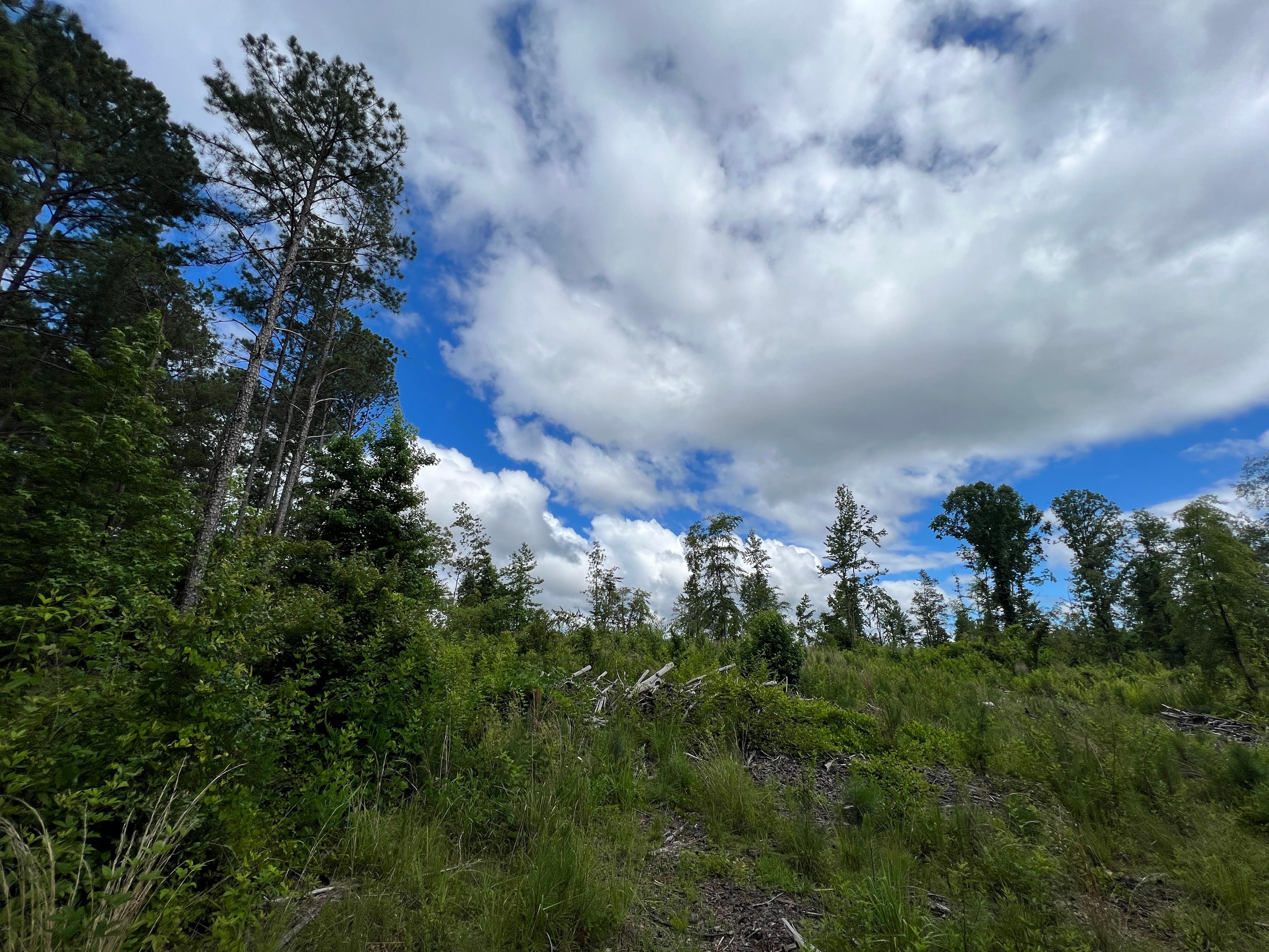 Cedartown, Polk County, GA Undeveloped Land for sale Property ID