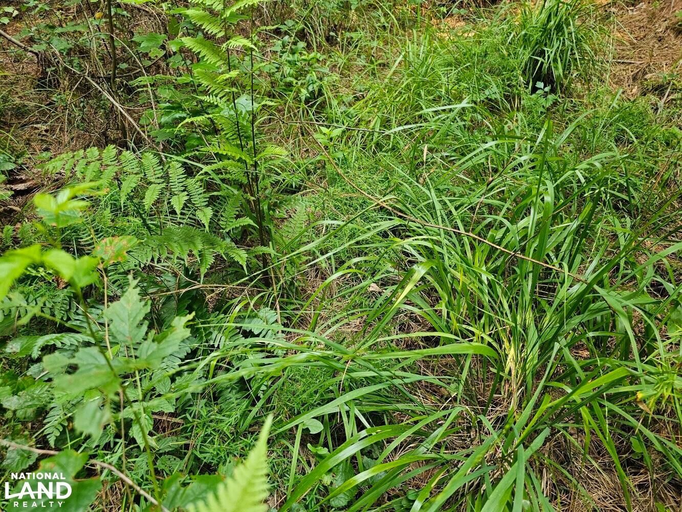 Brilliant, Marion County, AL Recreational Property, Timberland Property