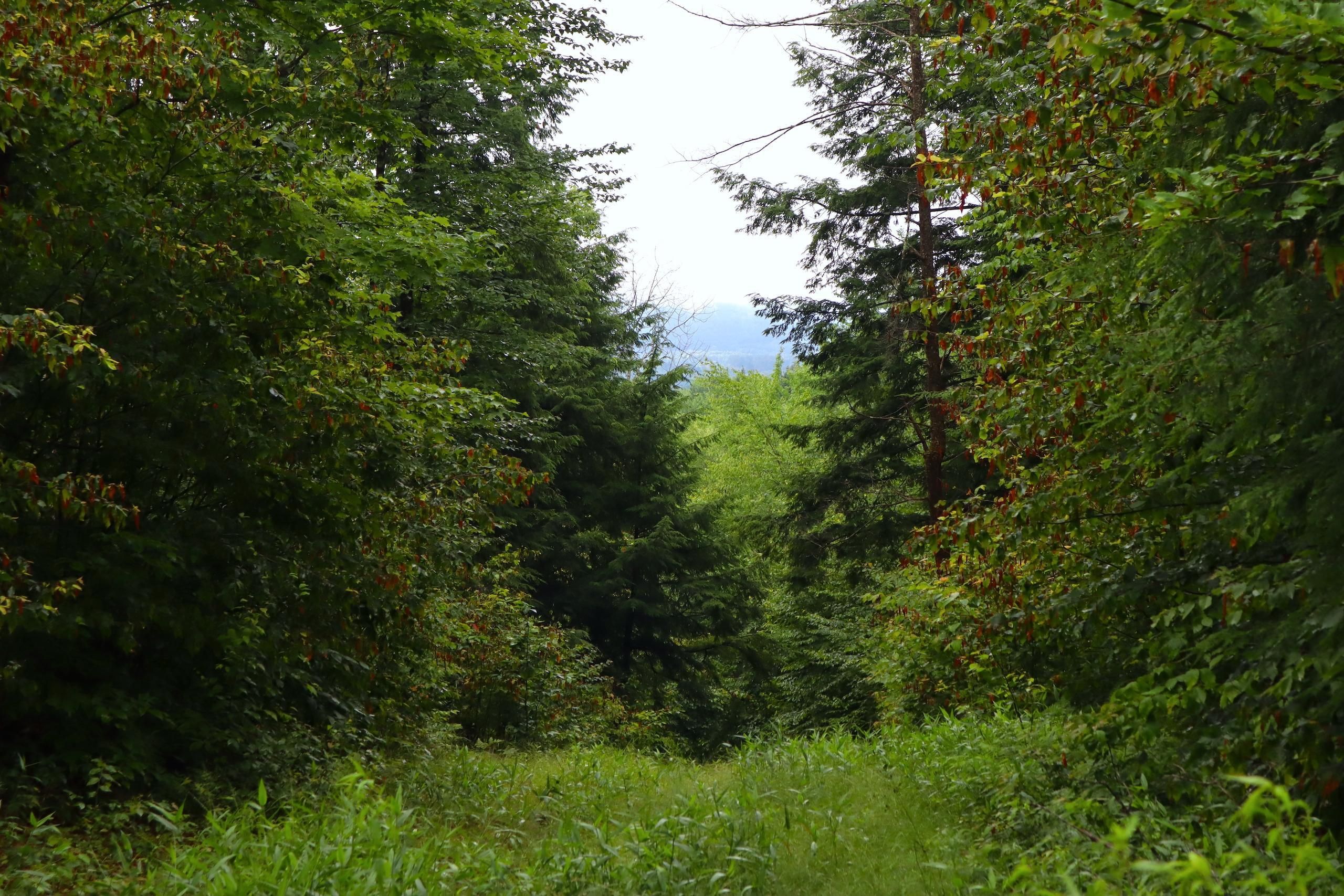 Warrensburg, Warren County, NY Timberland Property, Hunting Property