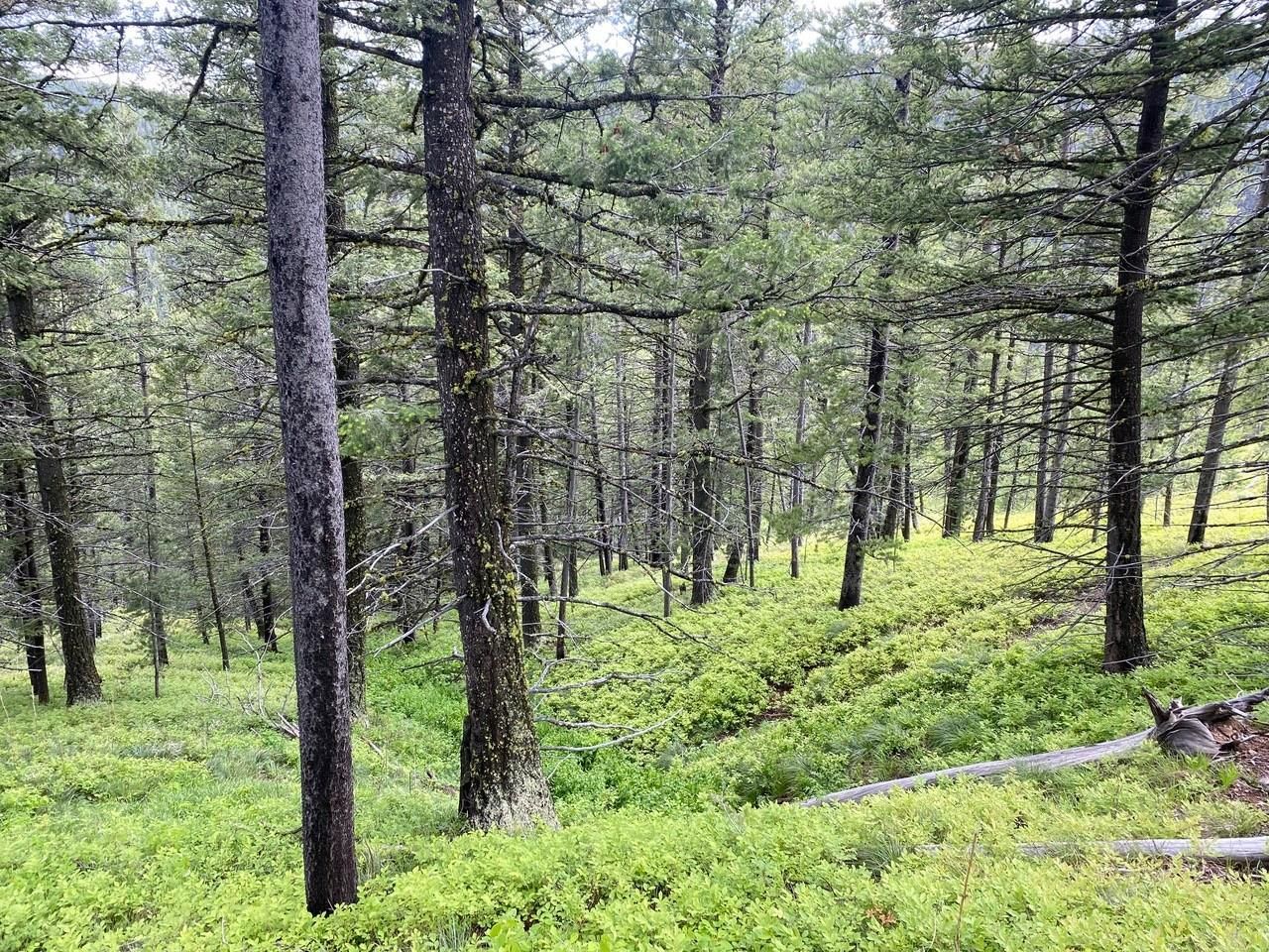 Butte, Granite County, MT Recreational Property, Undeveloped Land, Hunting Property for sale