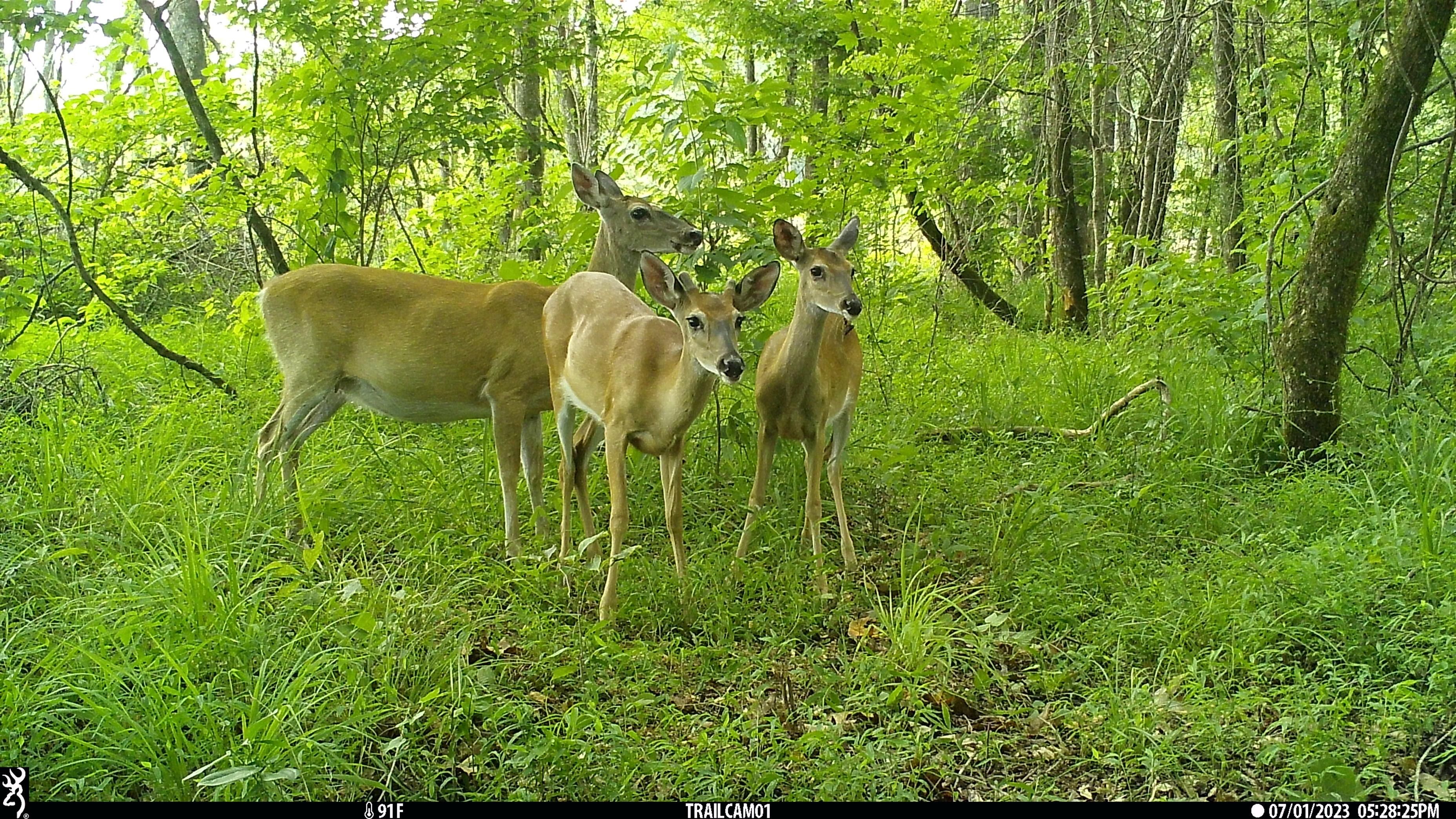 386 acres in Auburn, AL, 36850 LandWatch