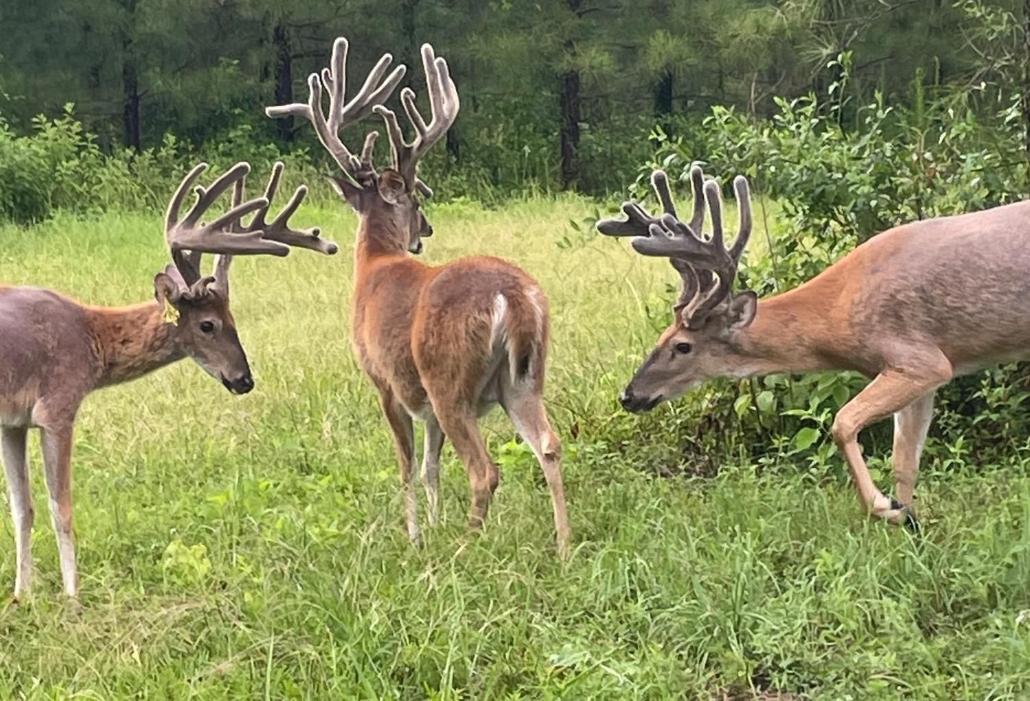 404 acres in Olla, LA, 71465 LandWatch