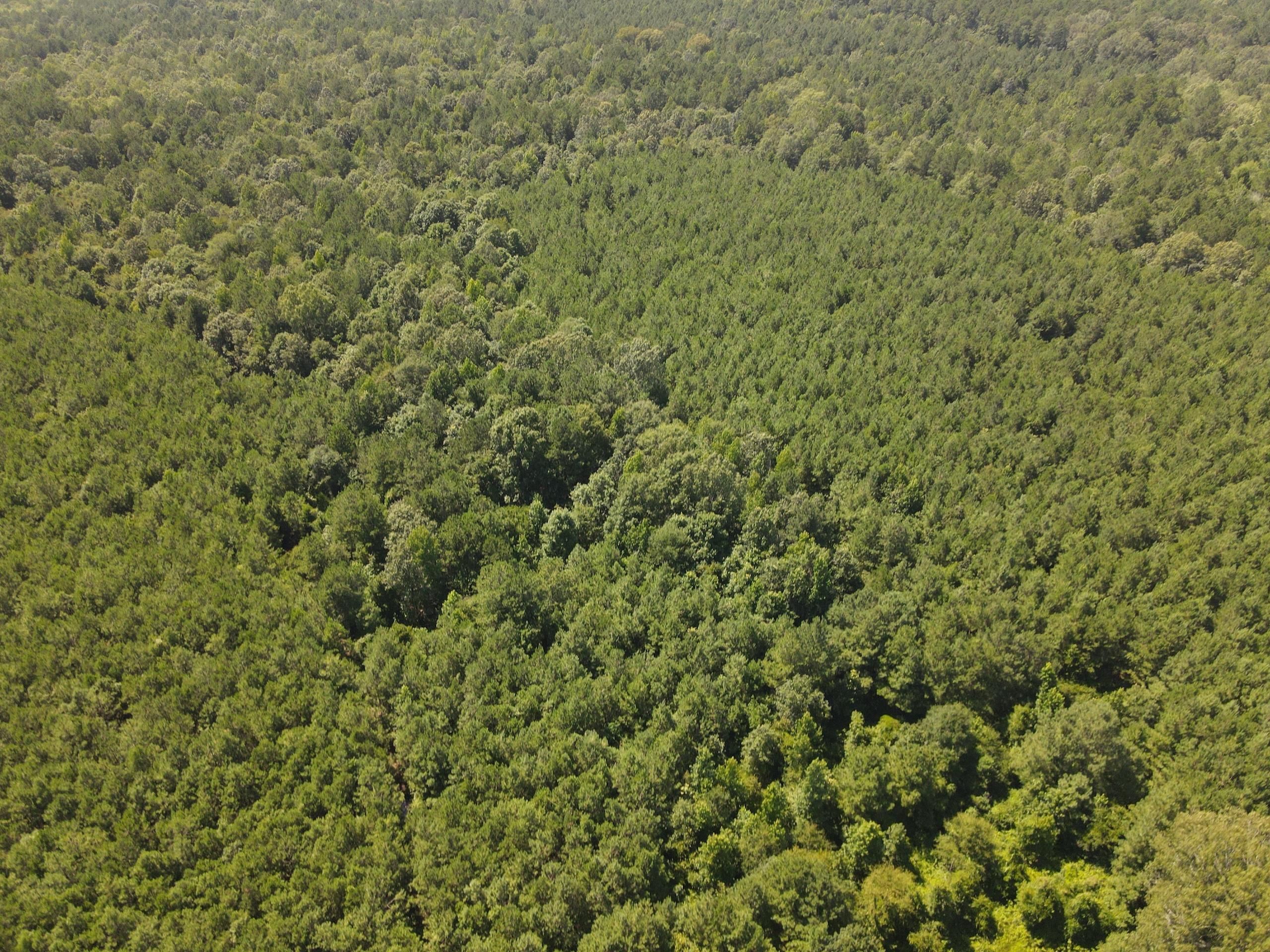 Junction City, Union County, AR Recreational Property, Timberland