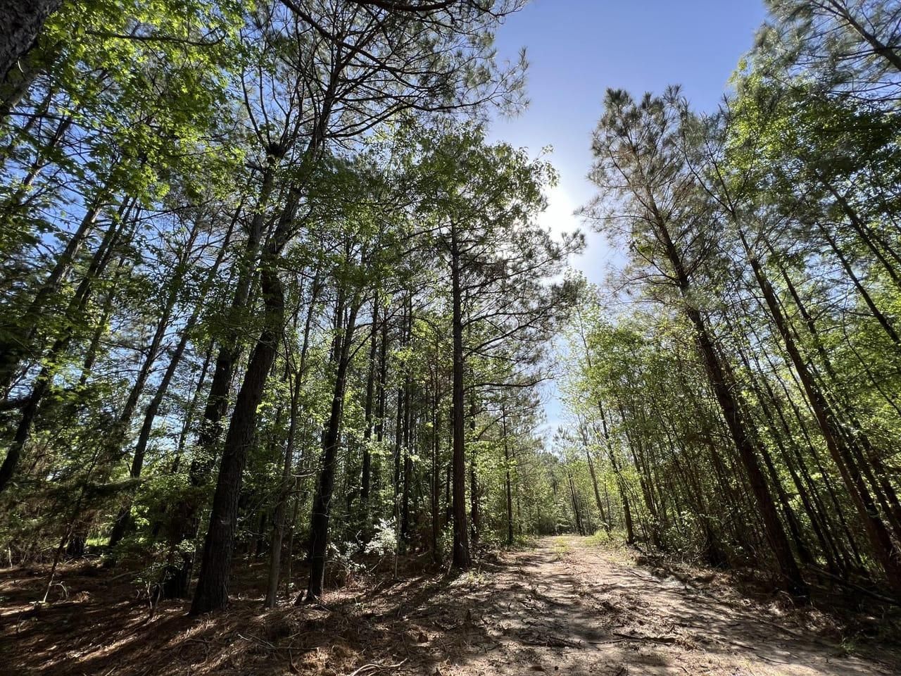 Ruston, Lincoln Parish, LA Recreational Property, Timberland Property